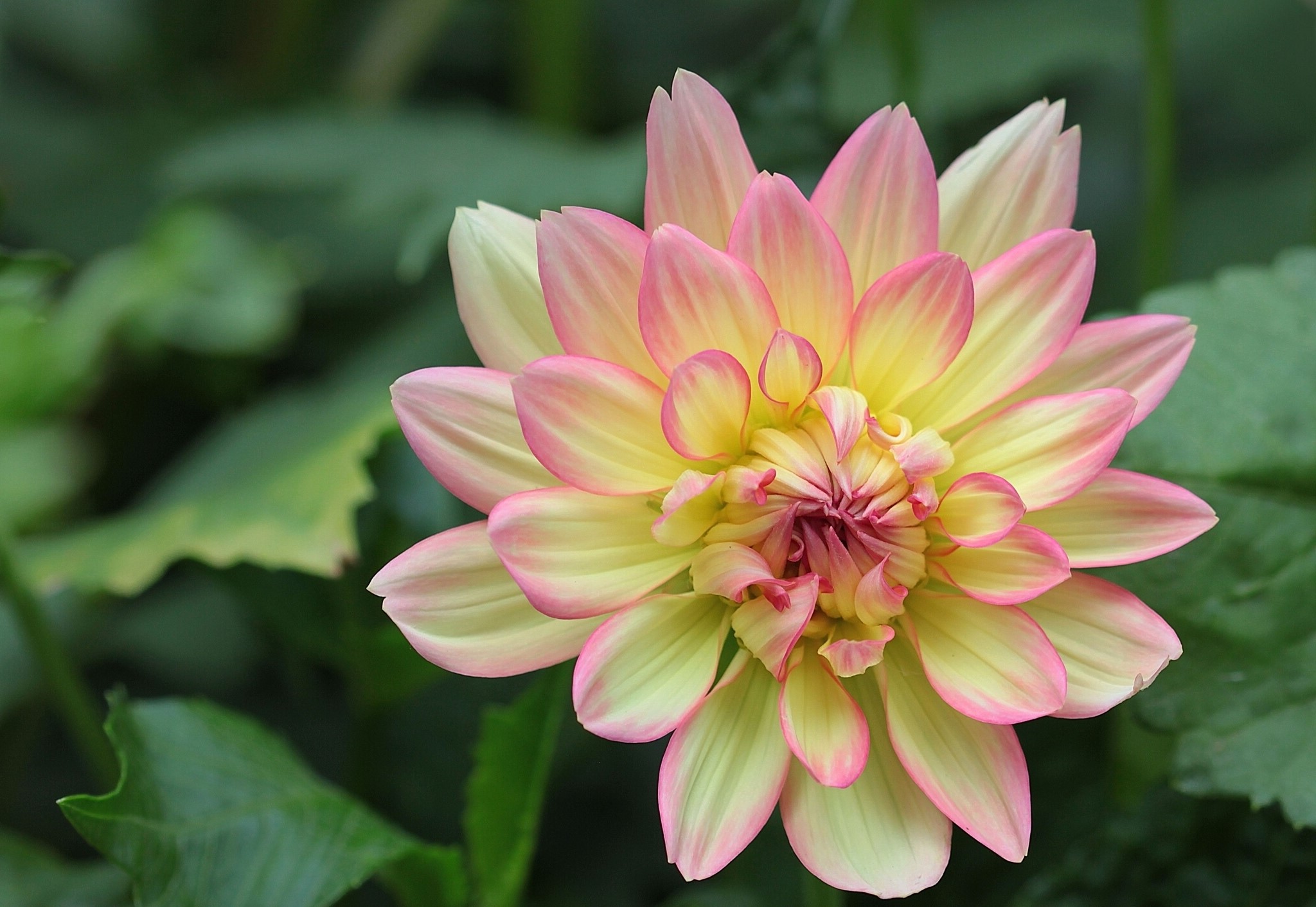 Dahlia flower closeup HD Wallpaper