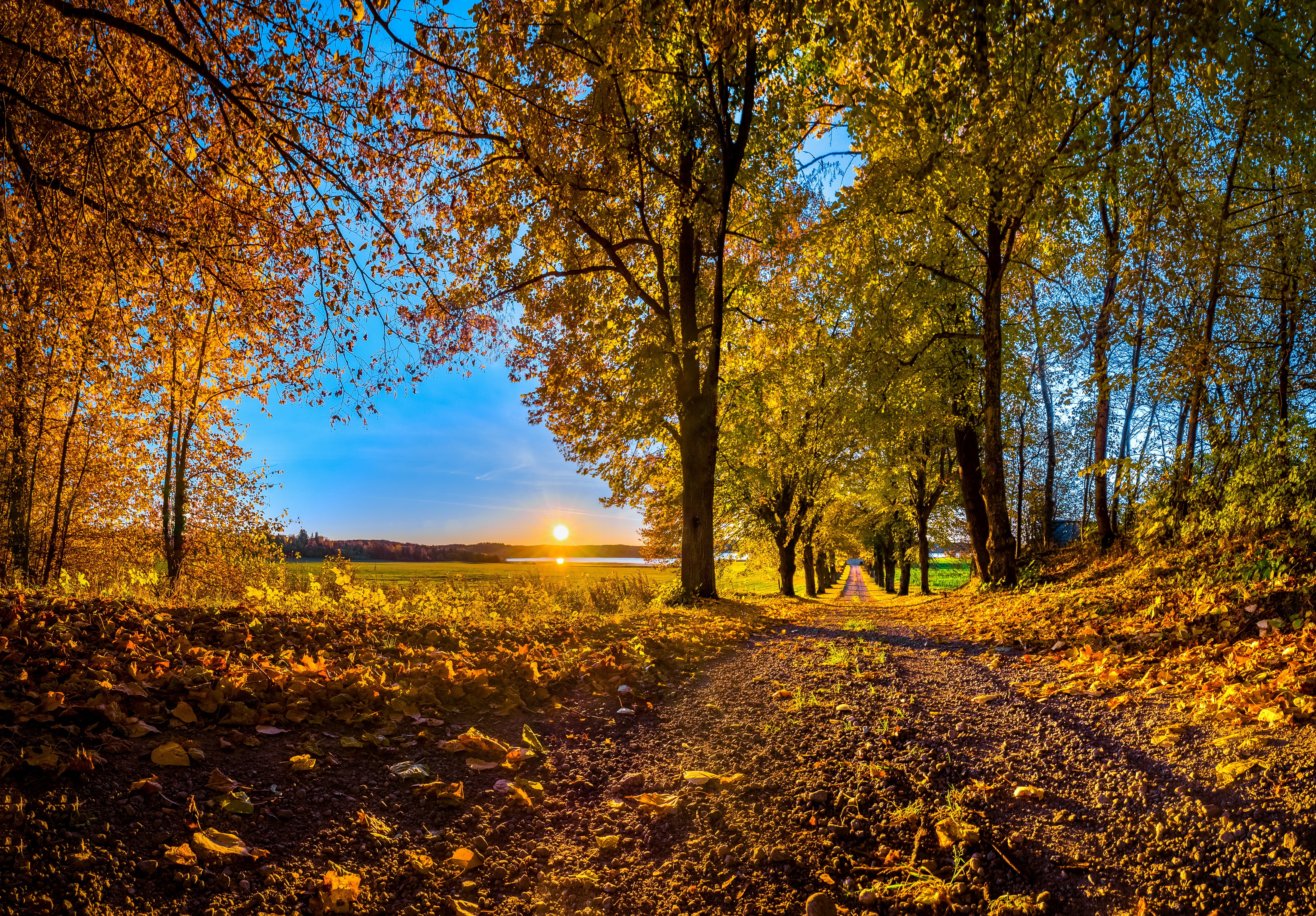 4K Autumn Road Lined with Colorful Trees at Sunset HD Wallpaper