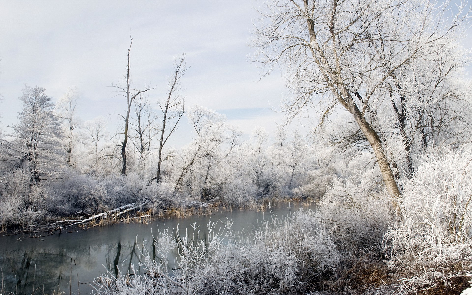 Winter river with frosted trees and branches HD Wallpaper