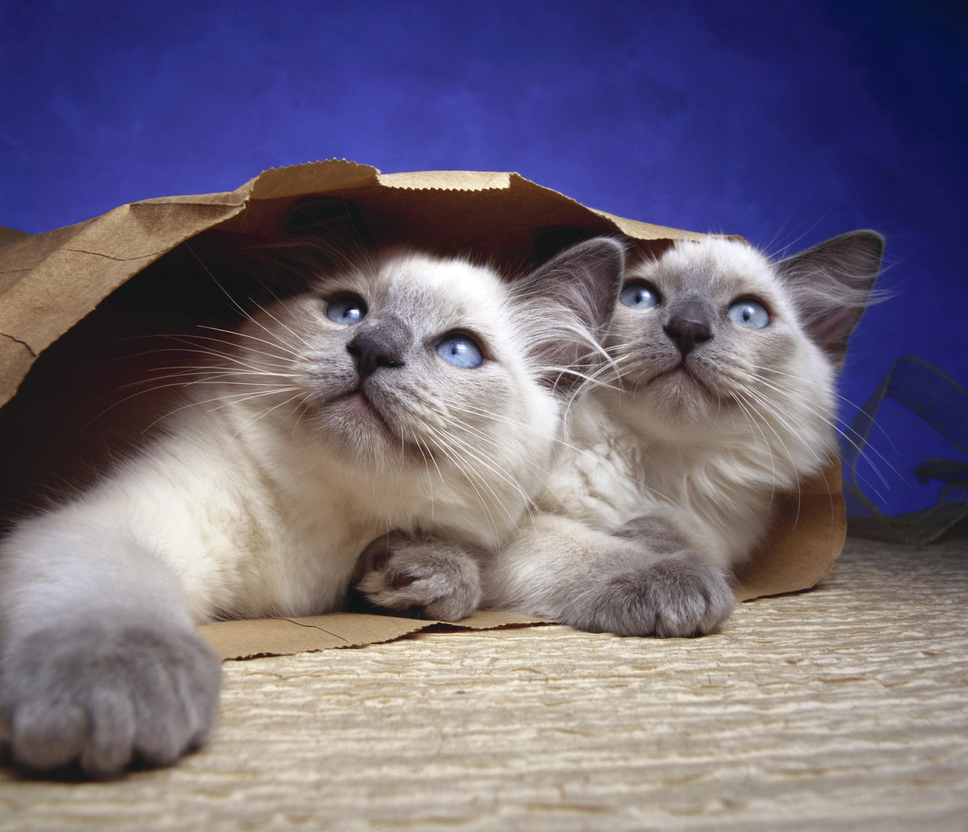 Two Ragdoll kittens in a paper bag HD Wallpaper