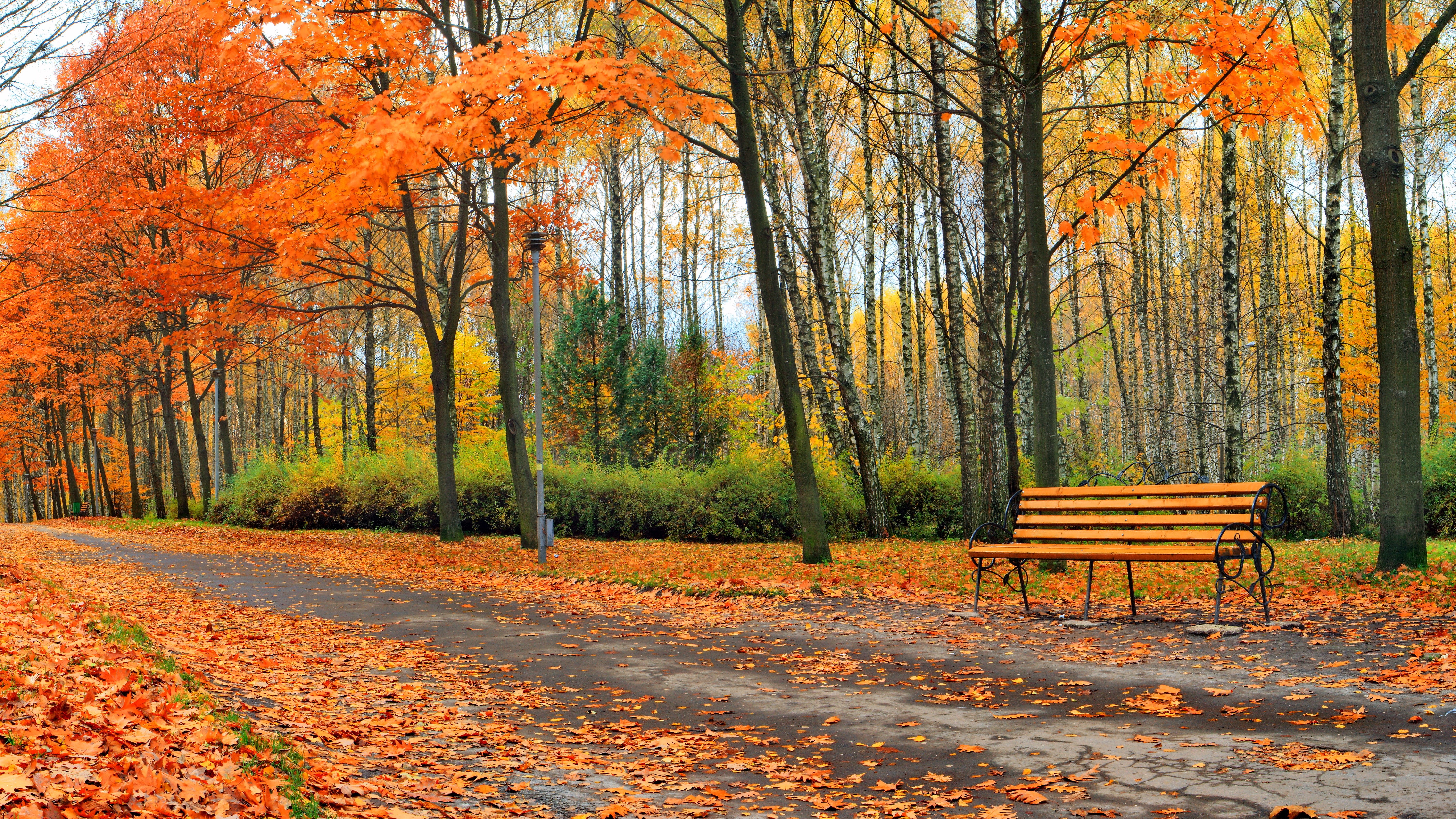Park path with autumn trees and bench HD Wallpaper