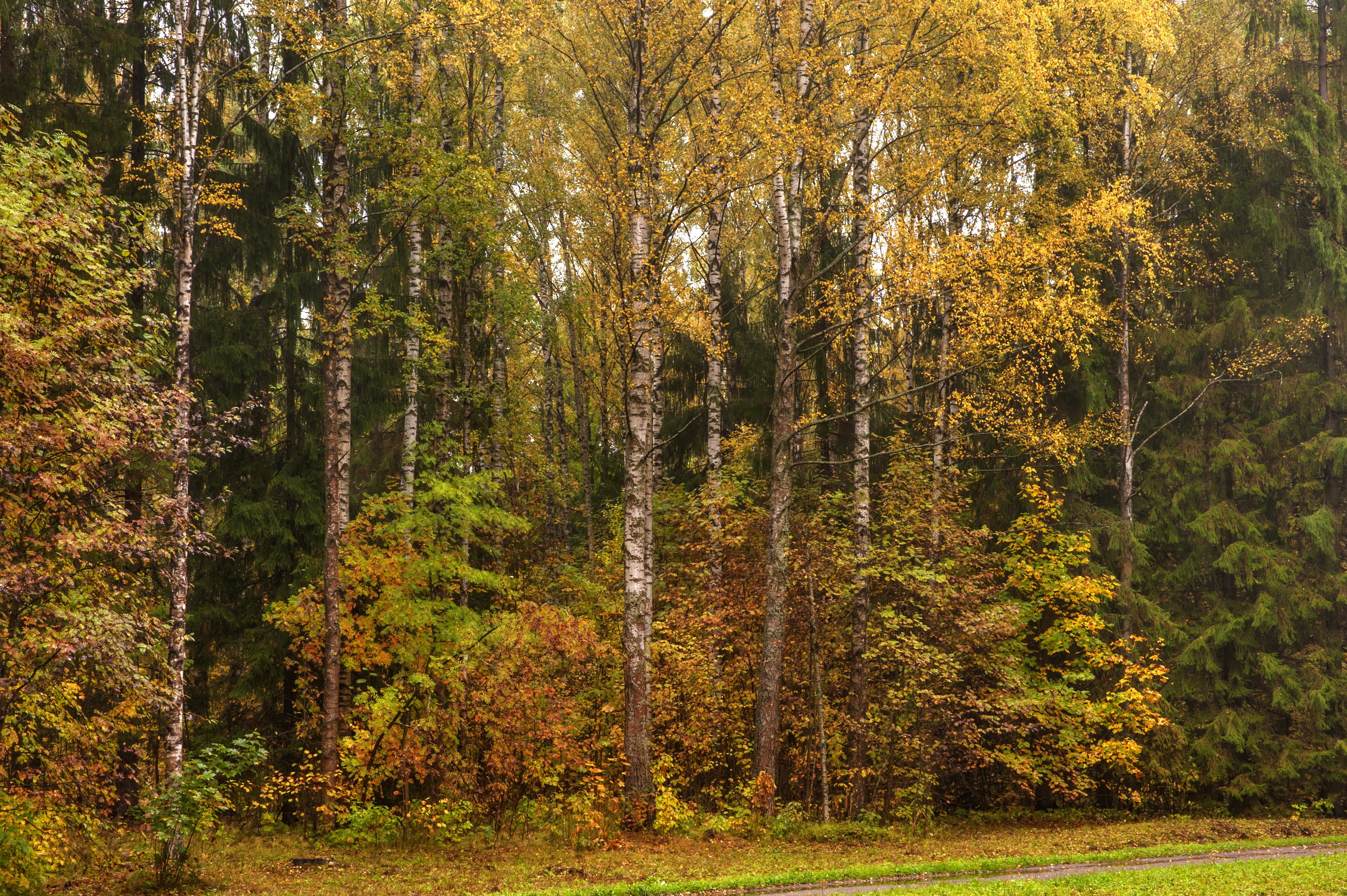 Autumn forest with birch and fir trees in Pavlovsk HD Wallpaper