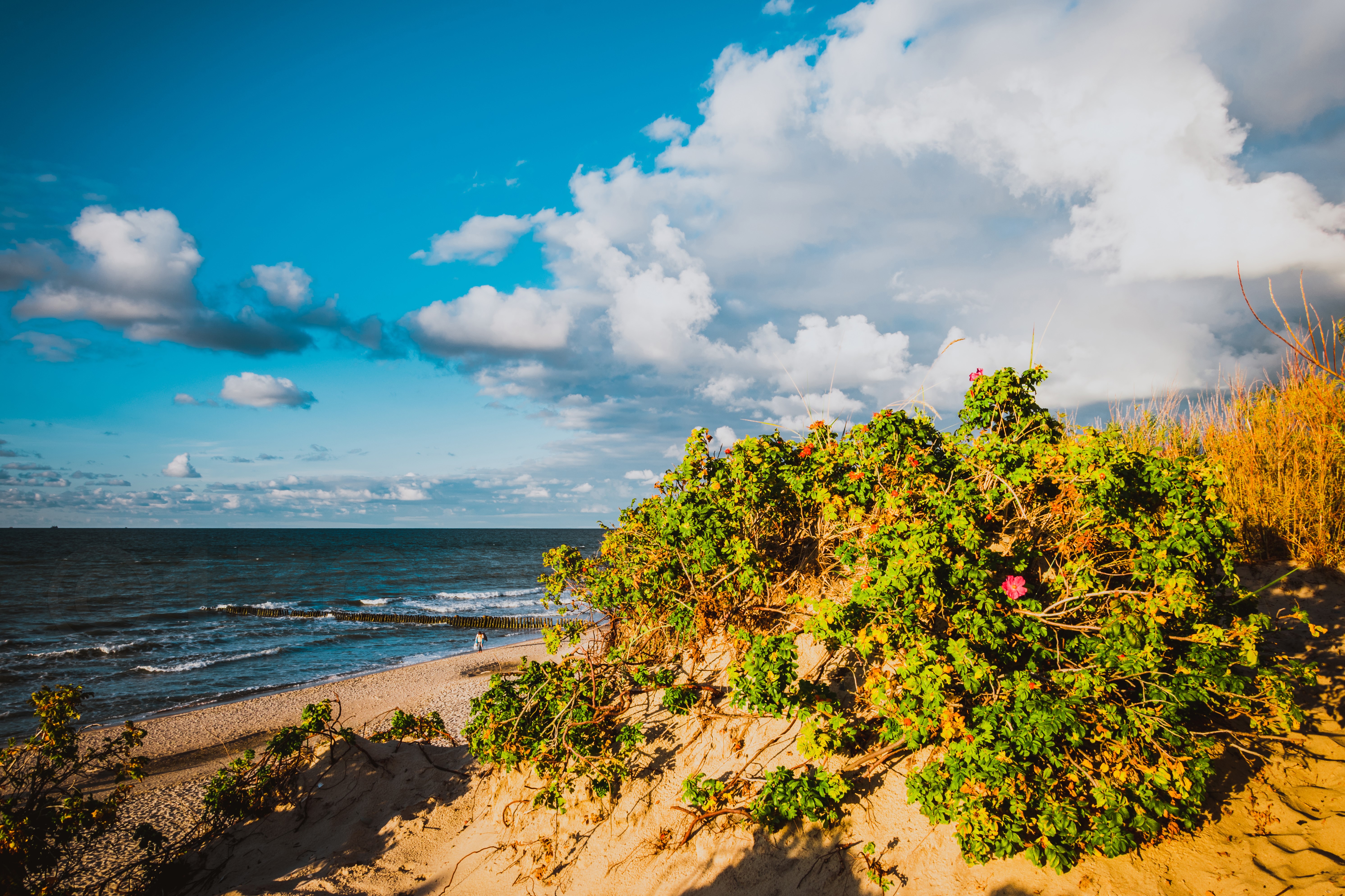 Baltic Sea coast with shrubs and clouds HD Wallpaper