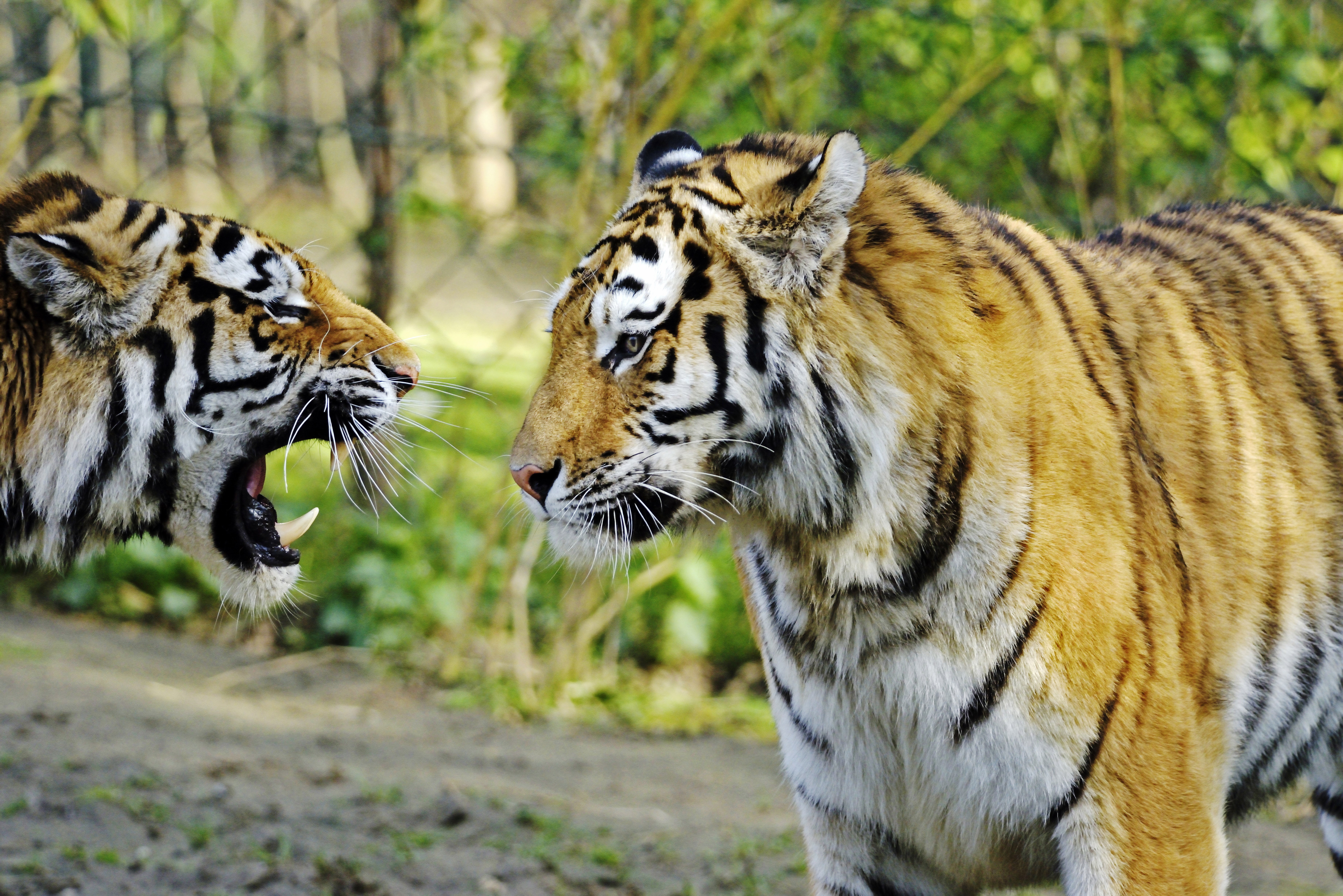 Two Tigers Roaring at Each Other HD Wallpaper