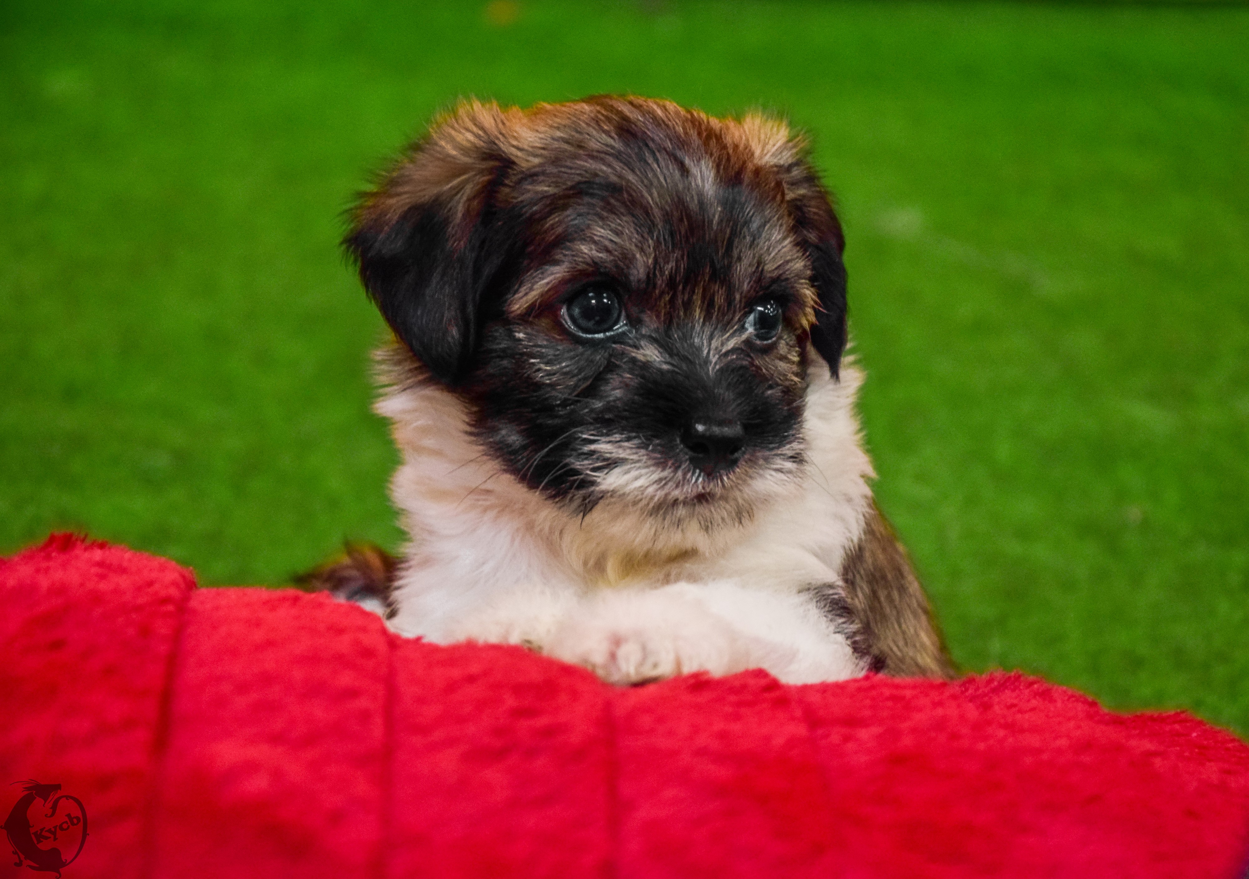 Chinese Crested Puppy on Red Blanket HD Wallpaper