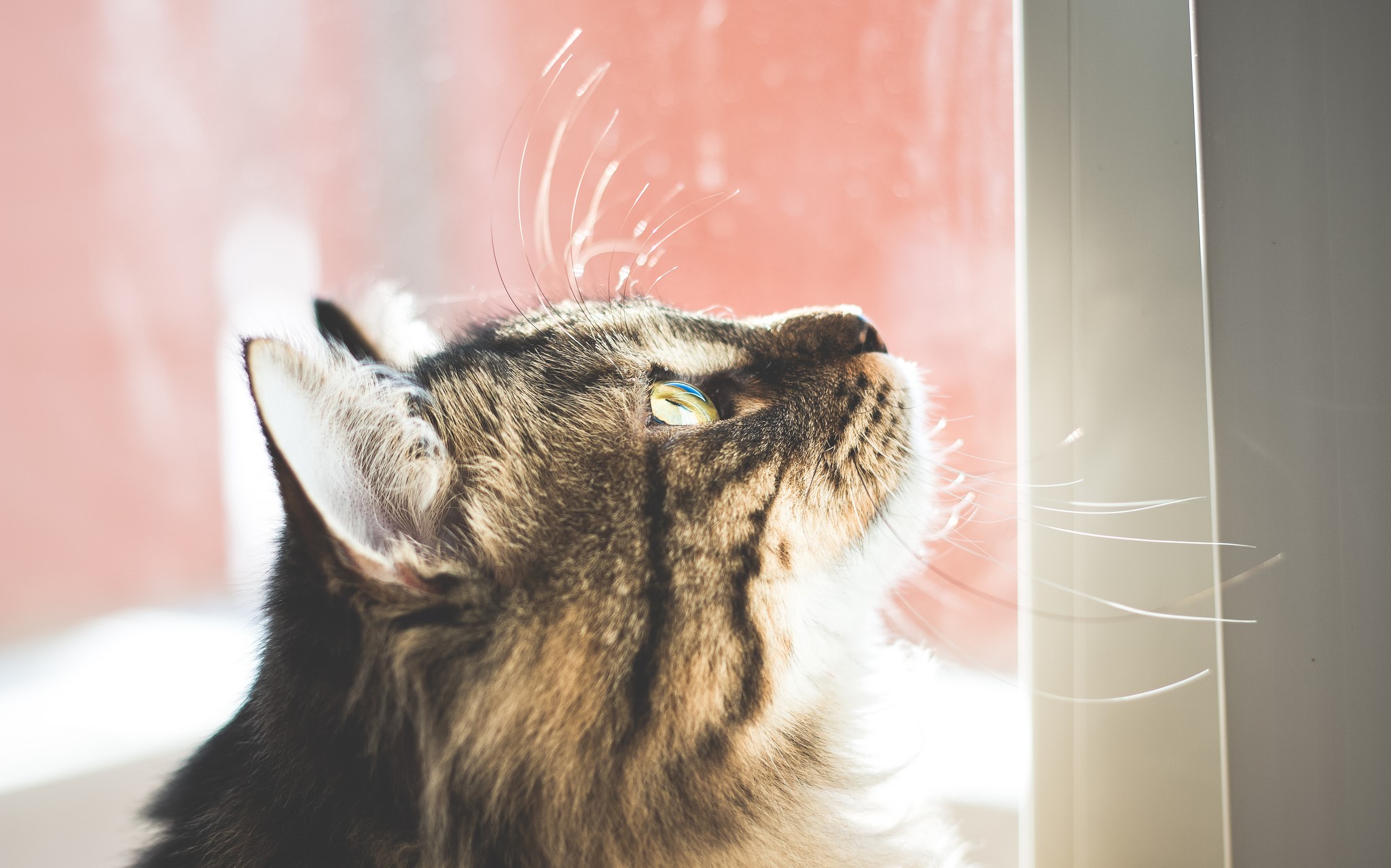 Close-up of a tabby cat looking up HD Wallpaper