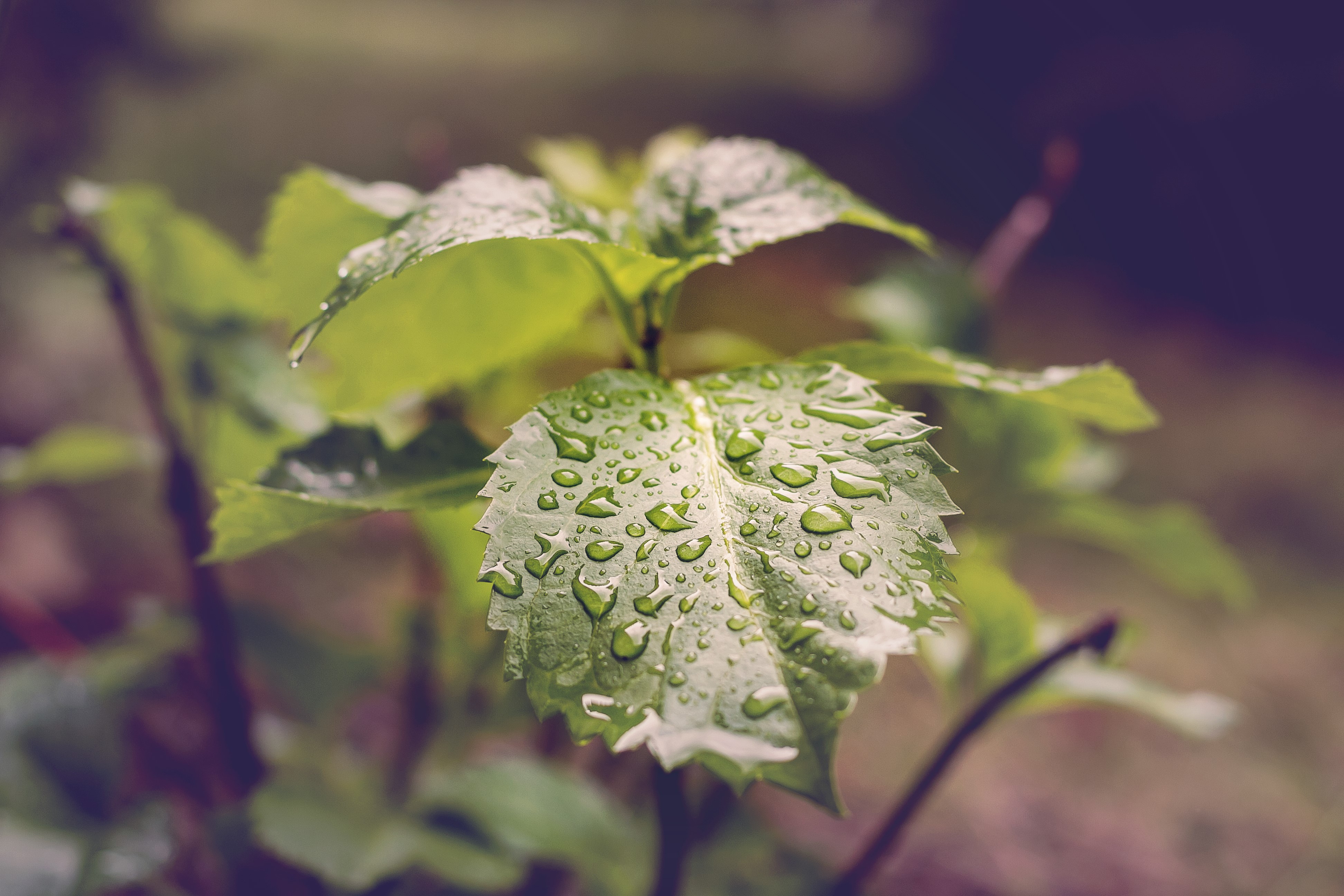 Closeup of green leaves with water drops HD Wallpaper