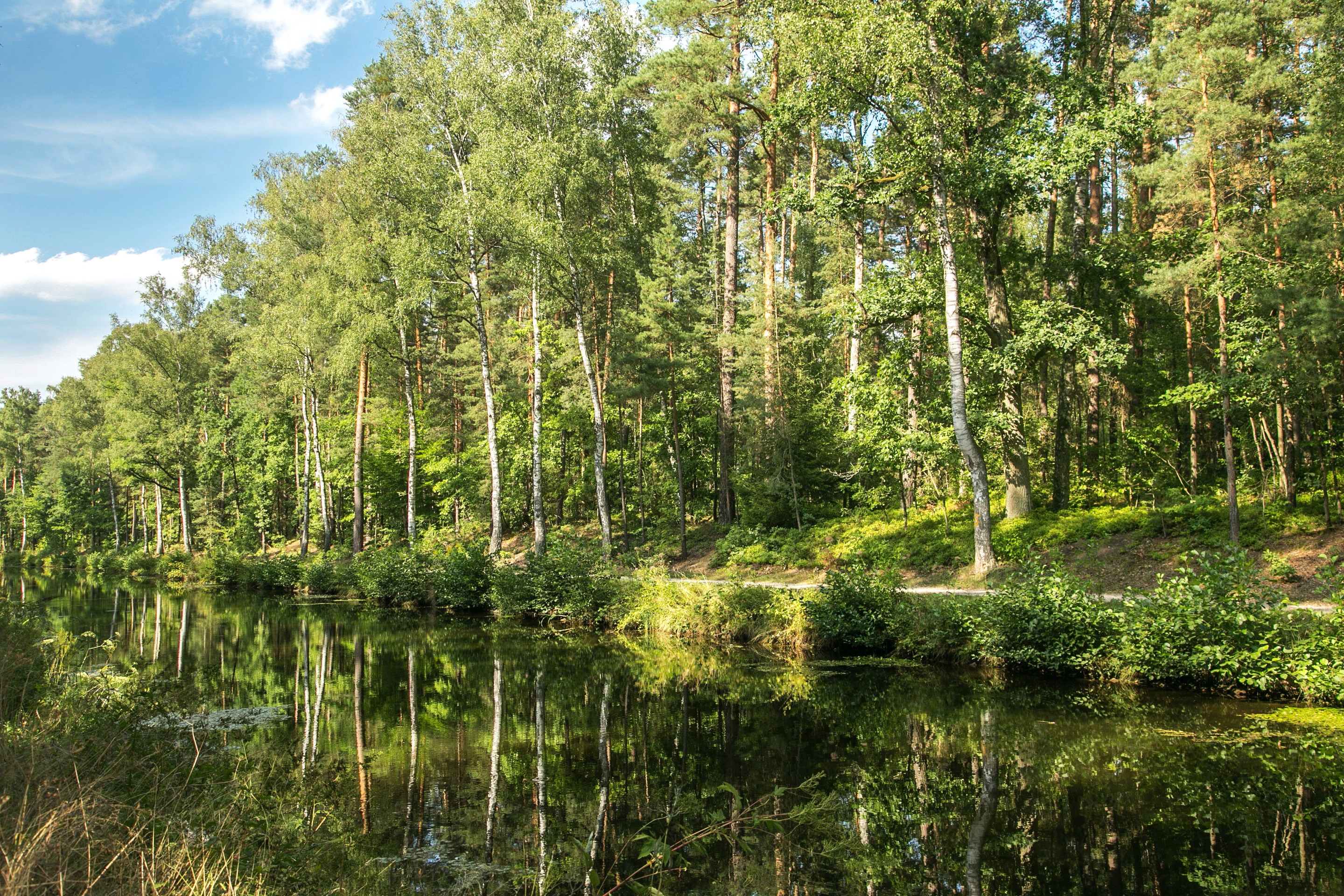River and forest in Germany during summer HD Wallpaper