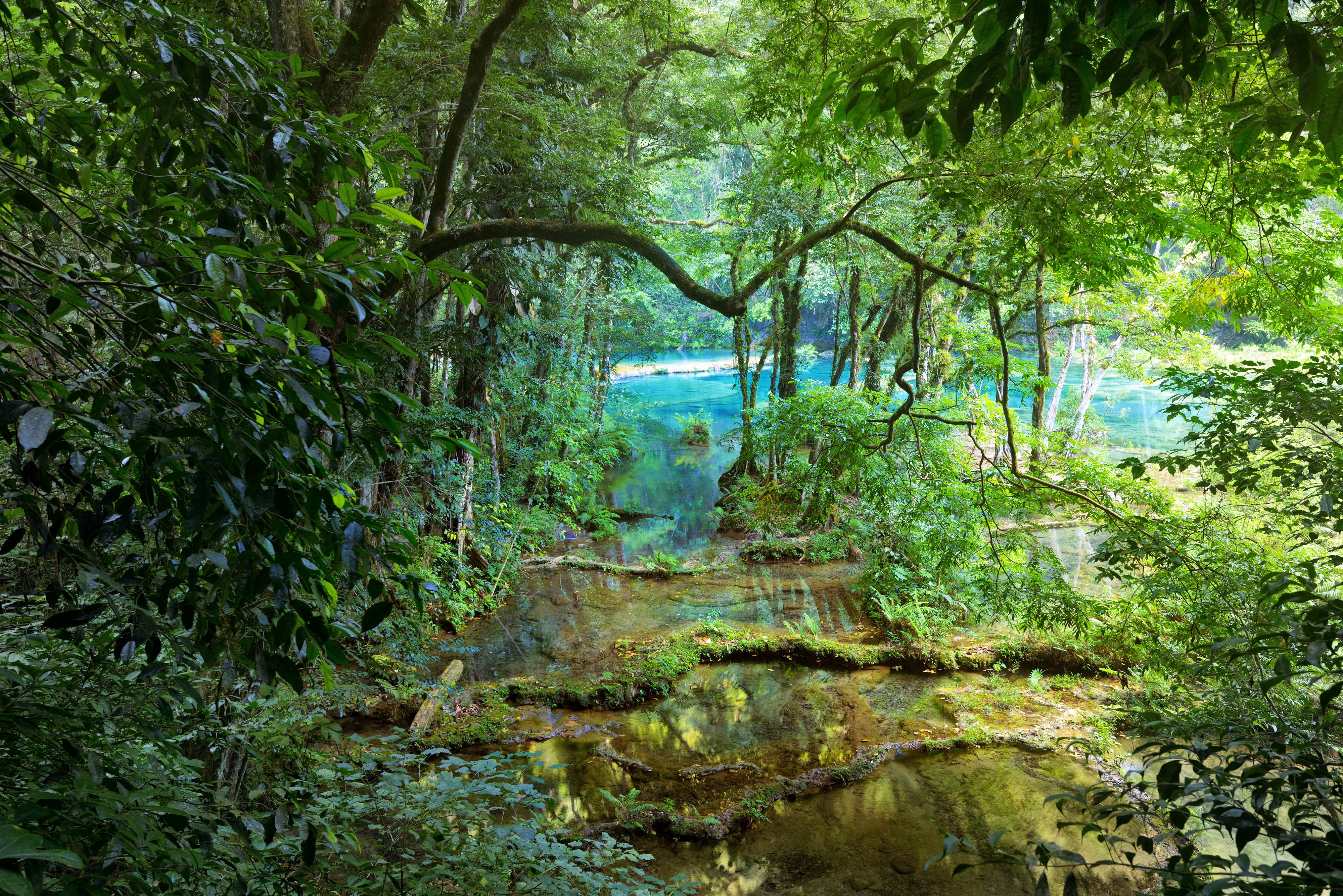 Jungle river with trees and branches HD Wallpaper