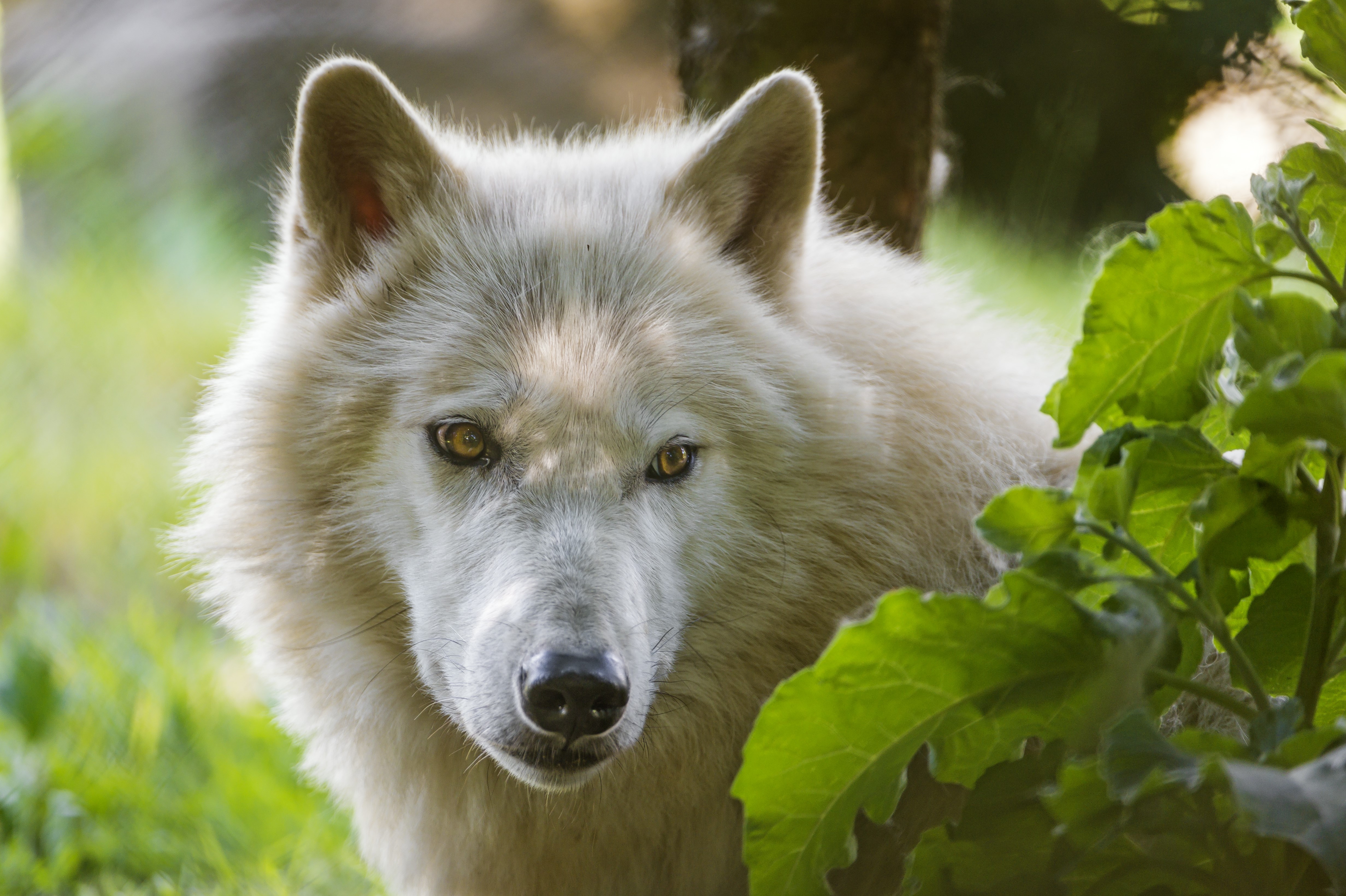 White wolf in green foliage HD Wallpaper