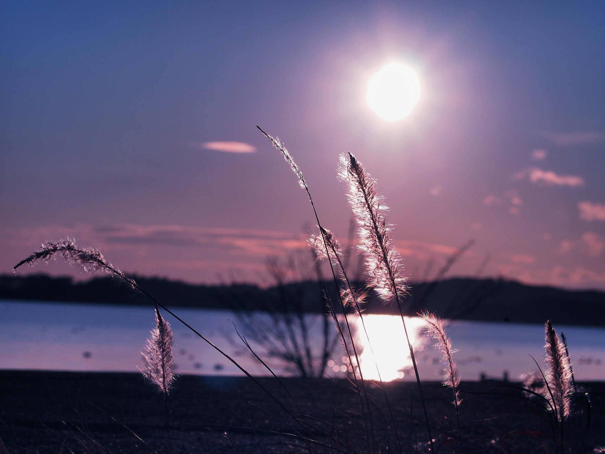 Tall grass silhouetted against the sun over a lake HD Wallpaper