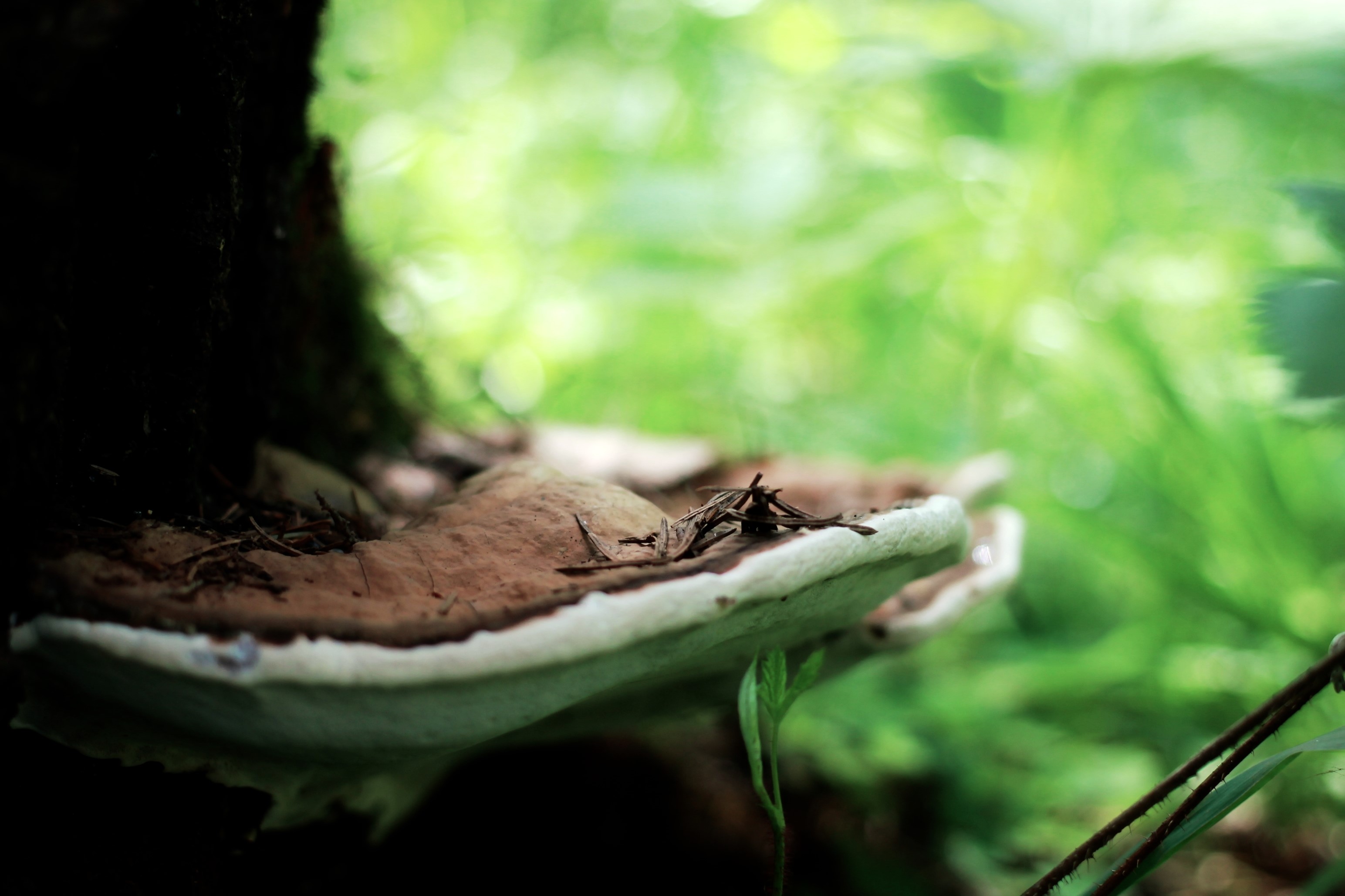 Mushroom growing on a tree trunk in a forest HD Wallpaper