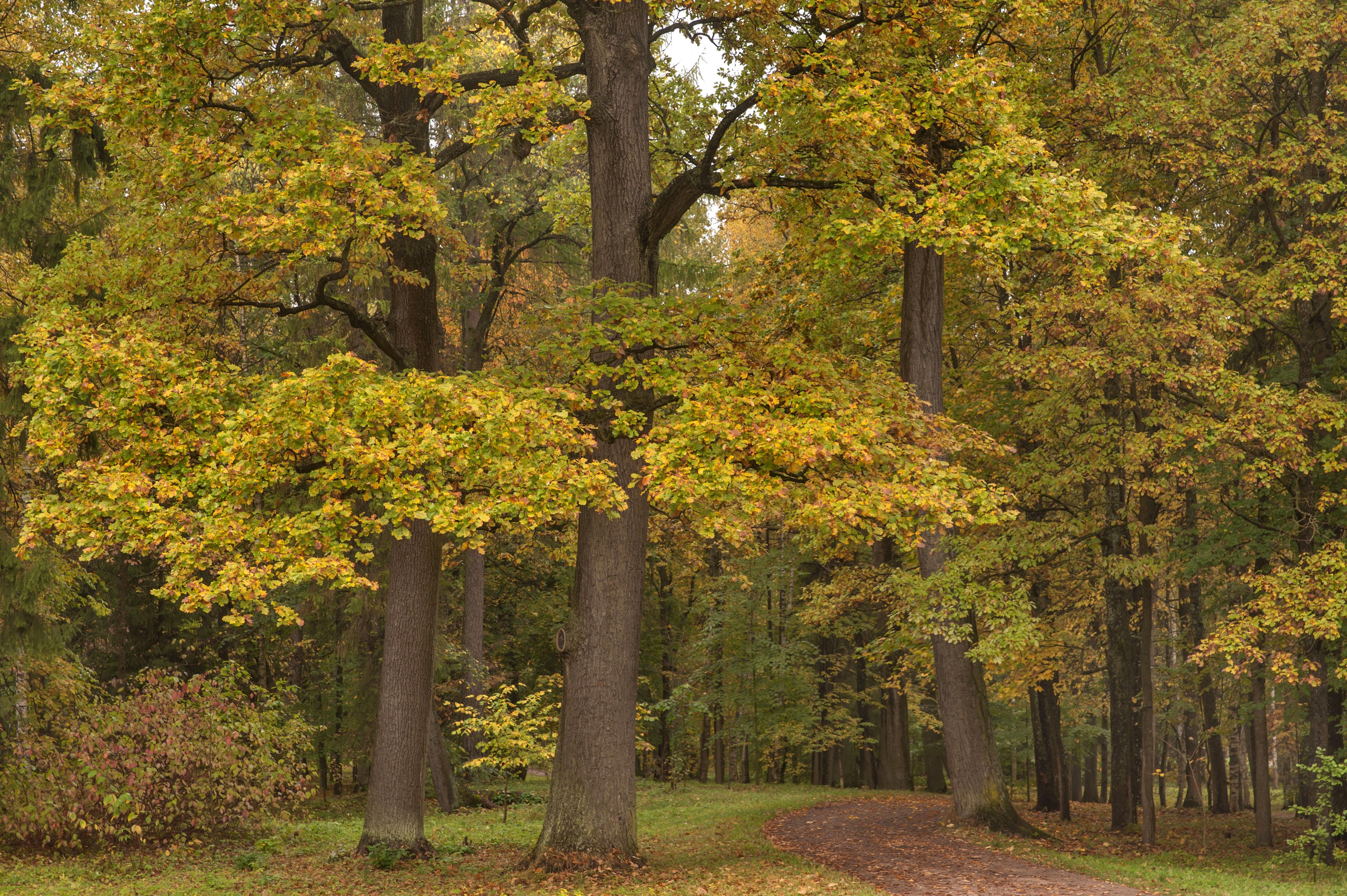 Autumn park in Gatchina, Russia with colorful trees and a path HD Wallpaper