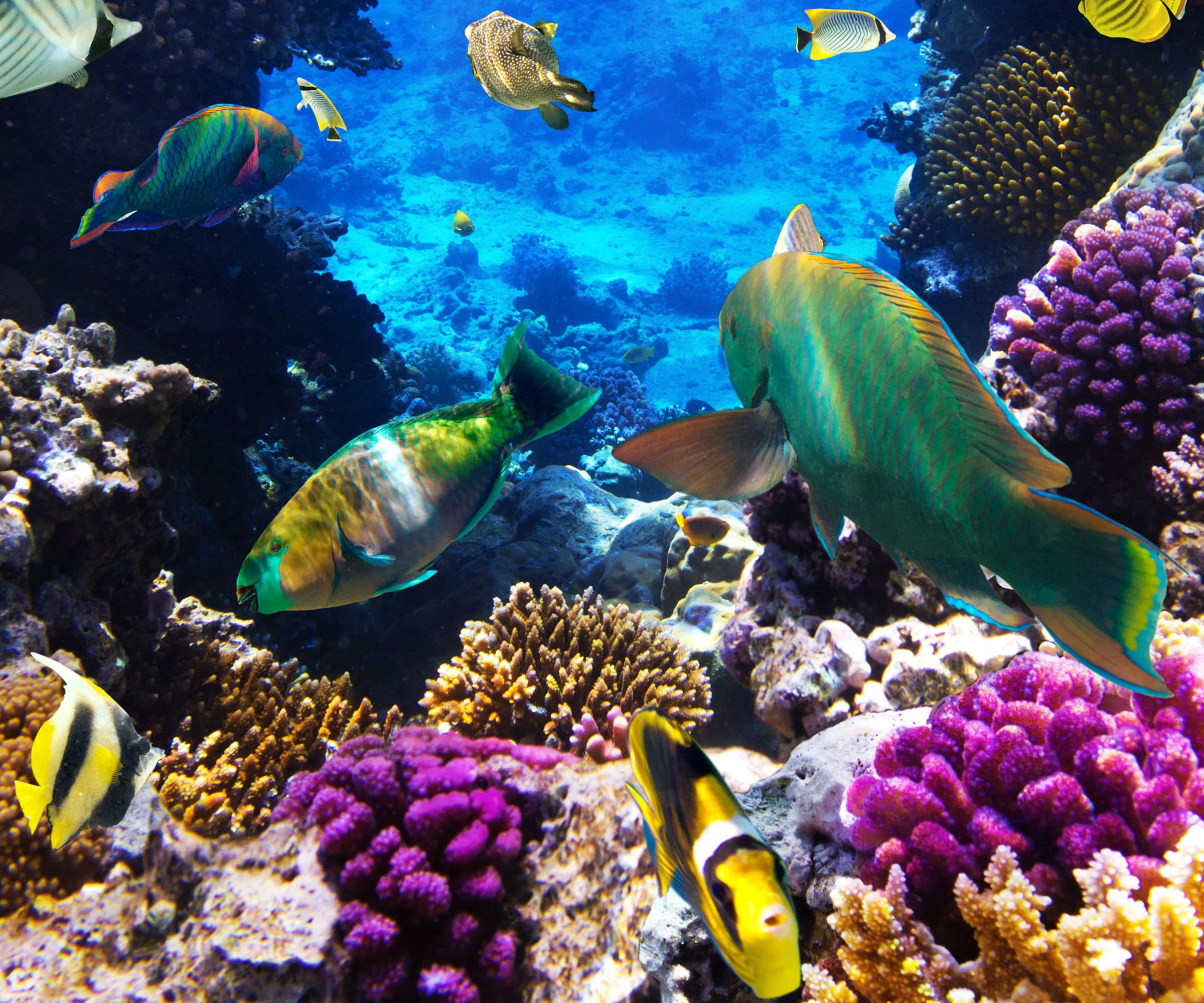 Underwater coral reef with colorful fish HD Wallpaper
