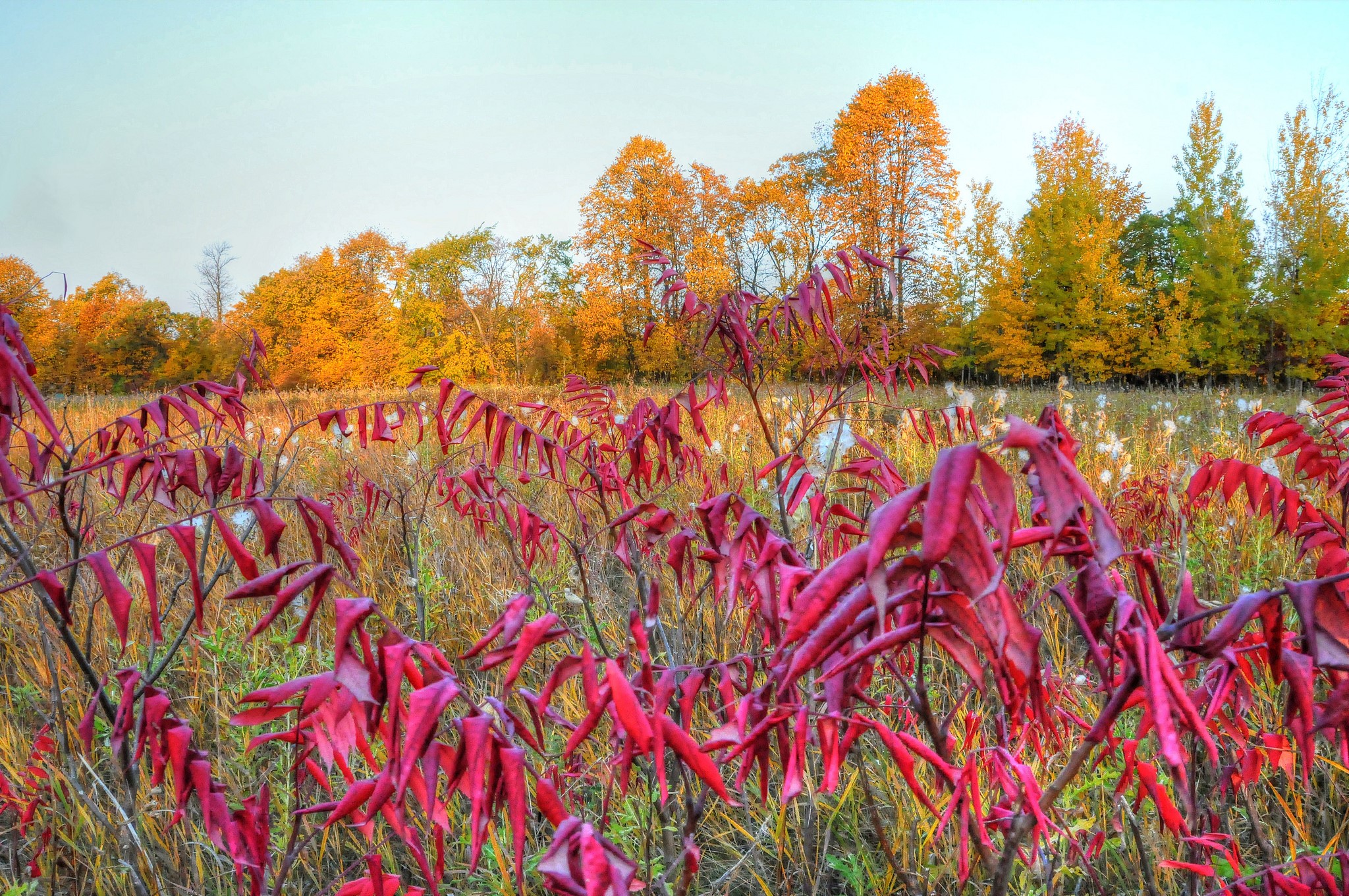 Autumn field with red sumac and colorful trees HD Wallpaper