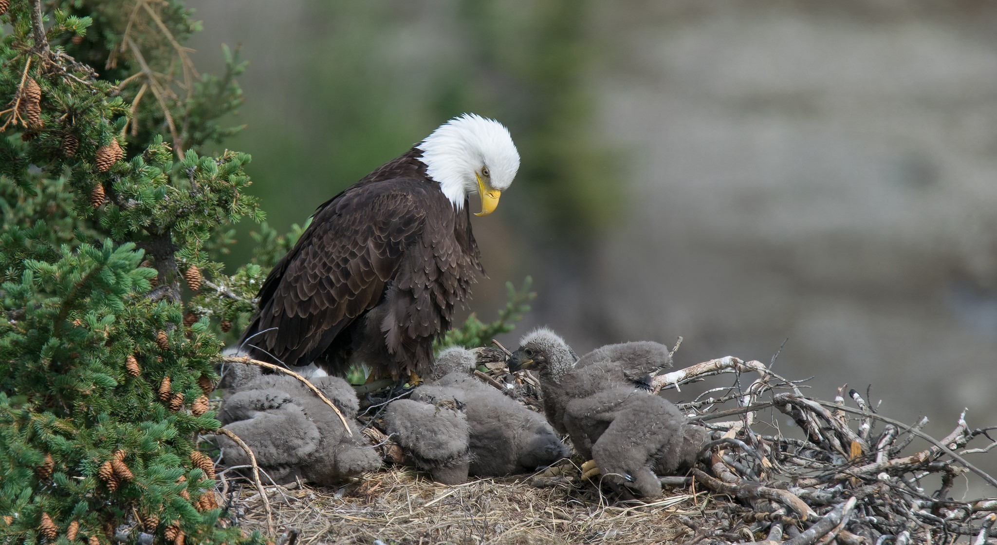 Bald eagle with chicks in a nest HD Wallpaper