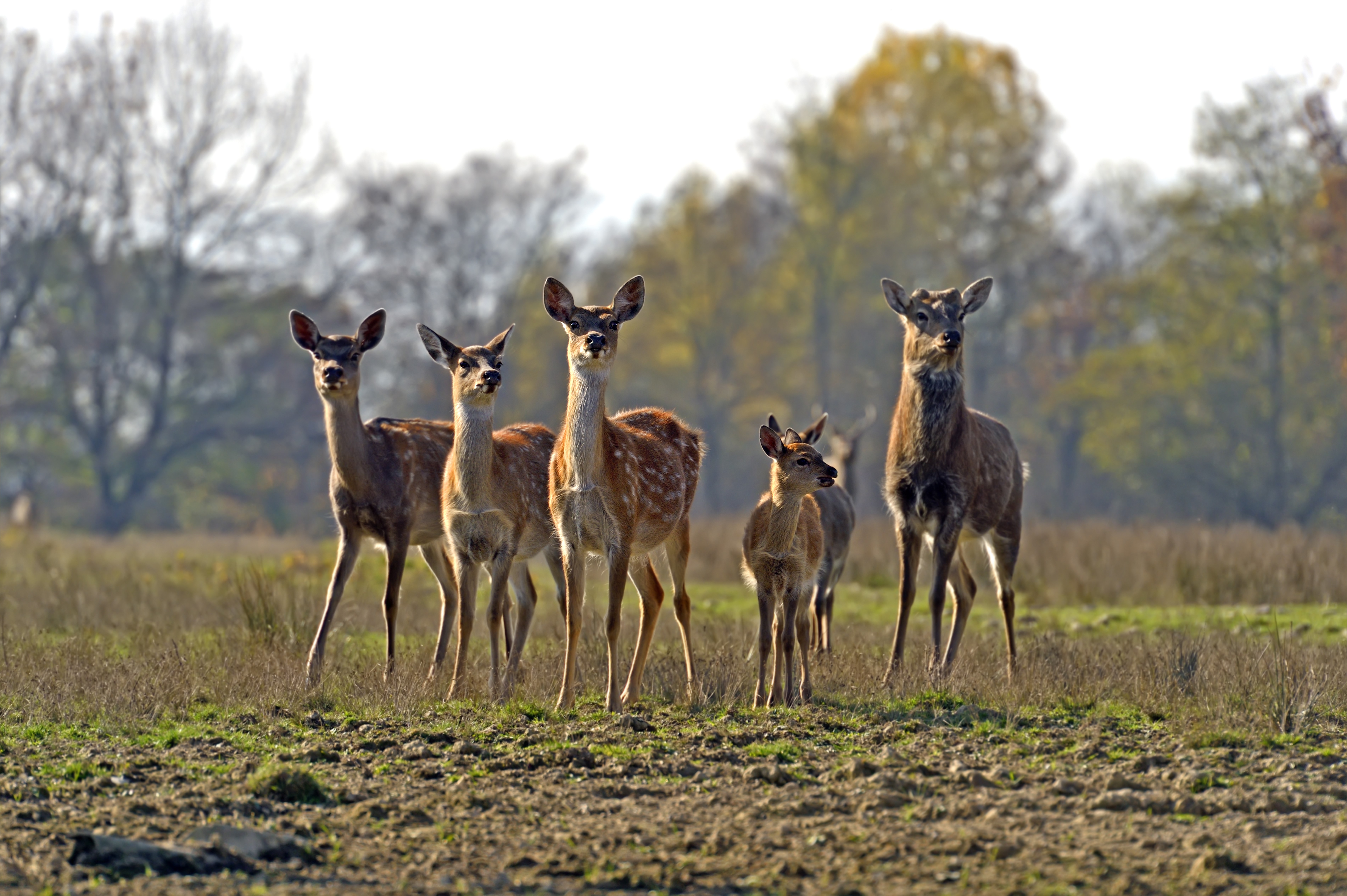 Group of Deer in a Field HD Wallpaper
