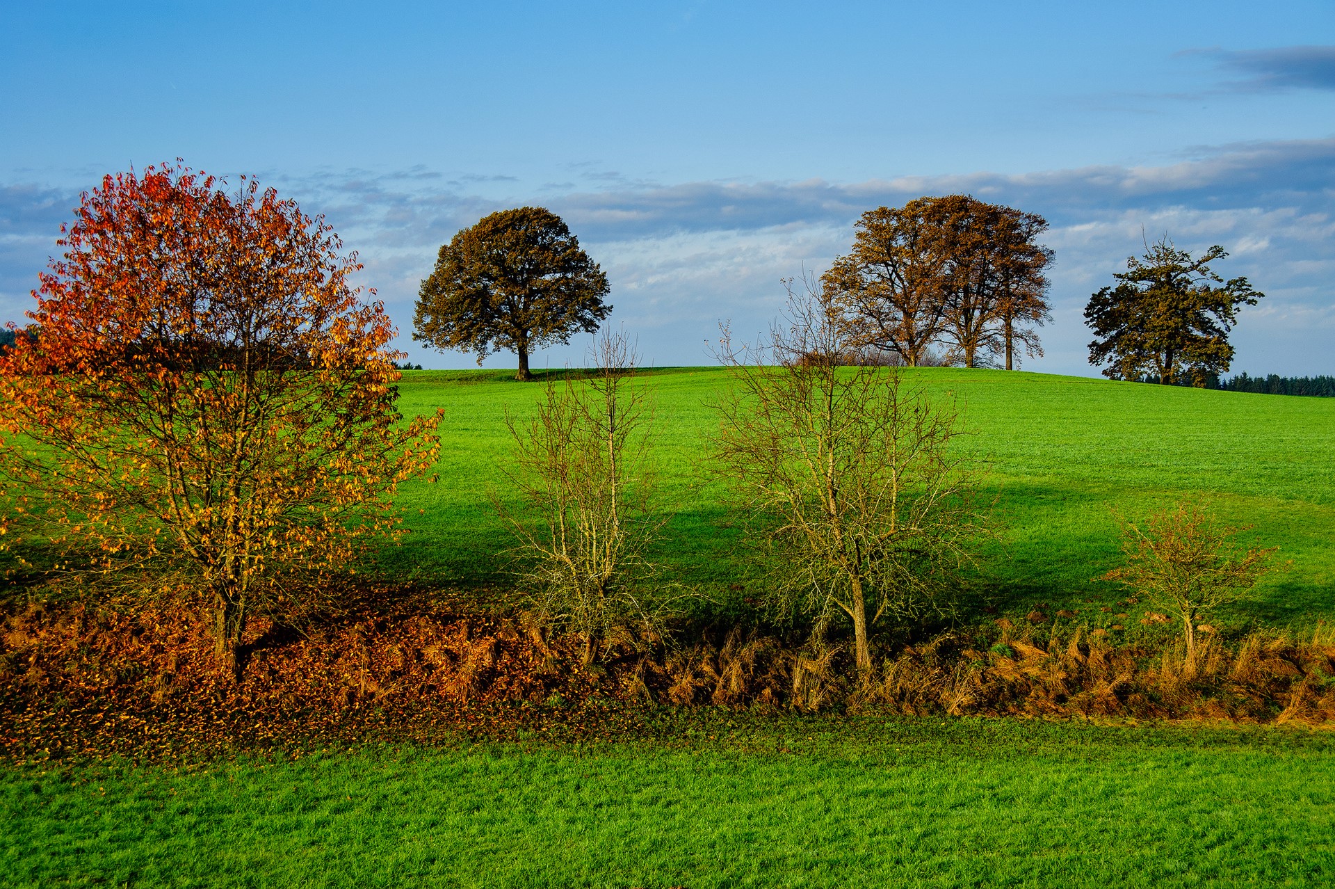 Autumn trees on a green hill under a blue sky HD Wallpaper