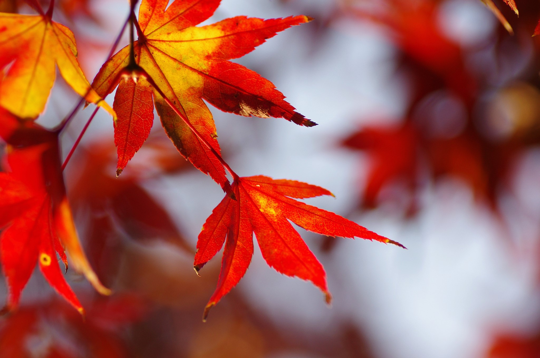 Close-up of Red and Yellow Maple Leaves in Autumn HD Wallpaper