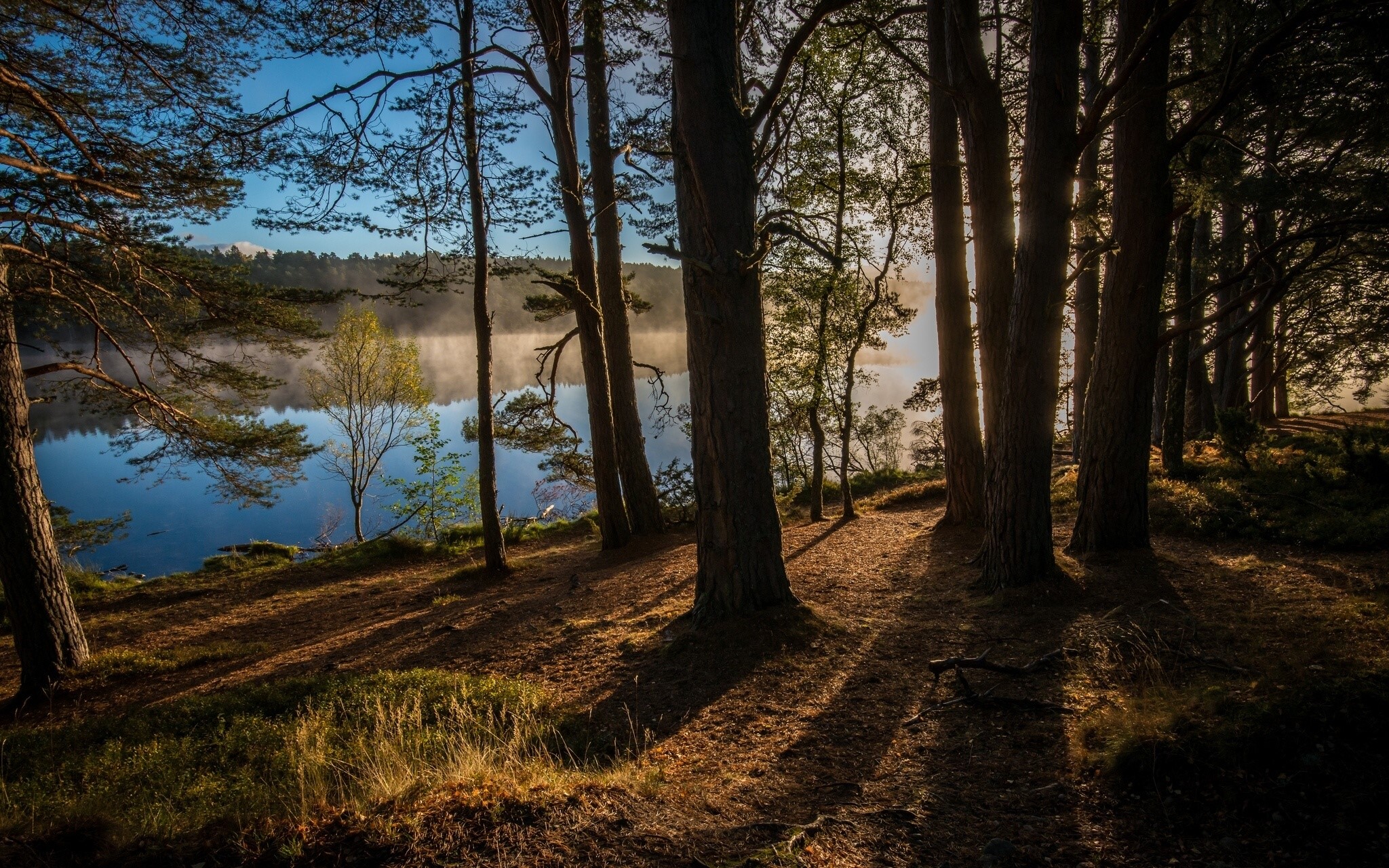Misty lake and pine forest at sunrise HD Wallpaper