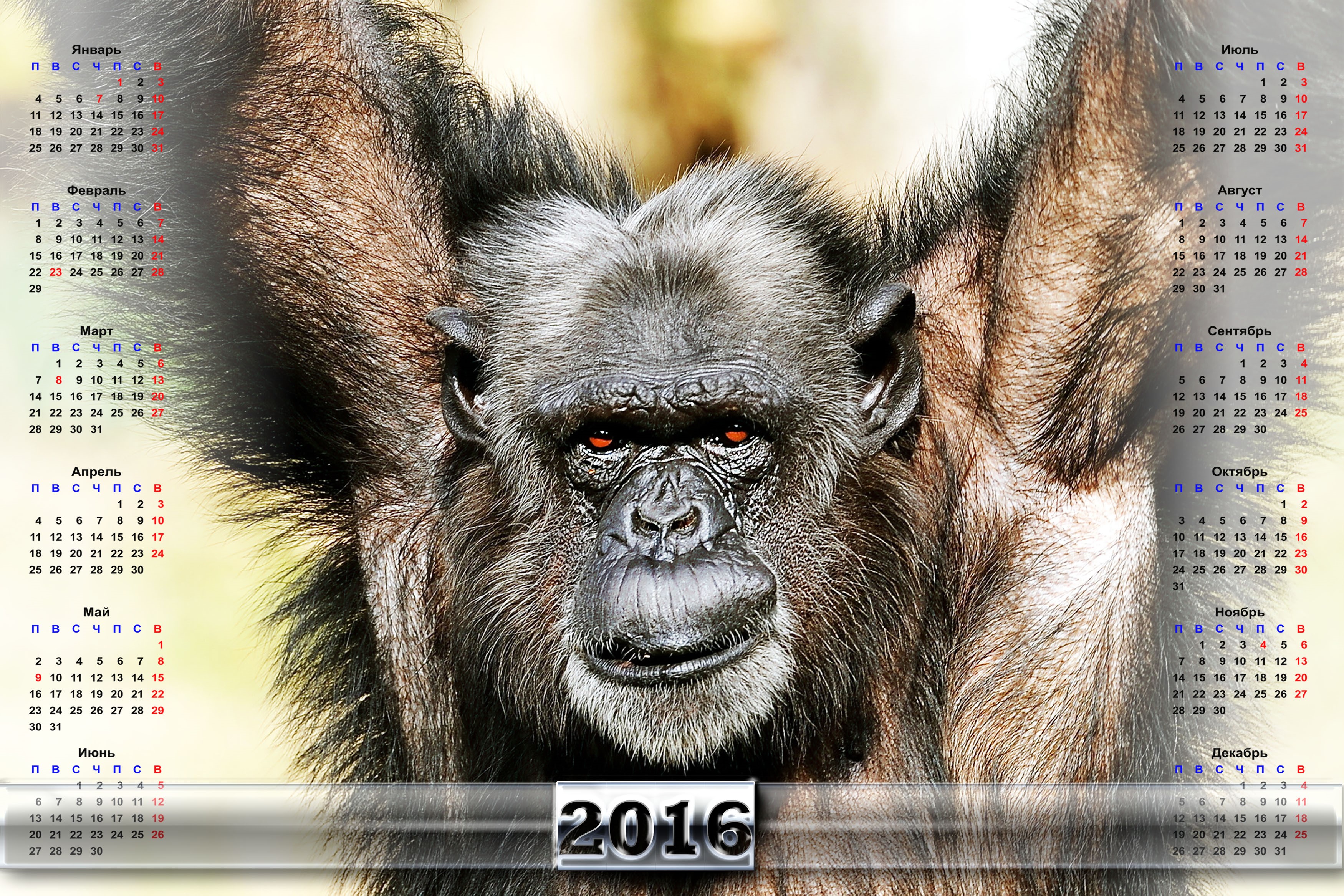 Chimpanzee with 2016 Calendar HD Wallpaper