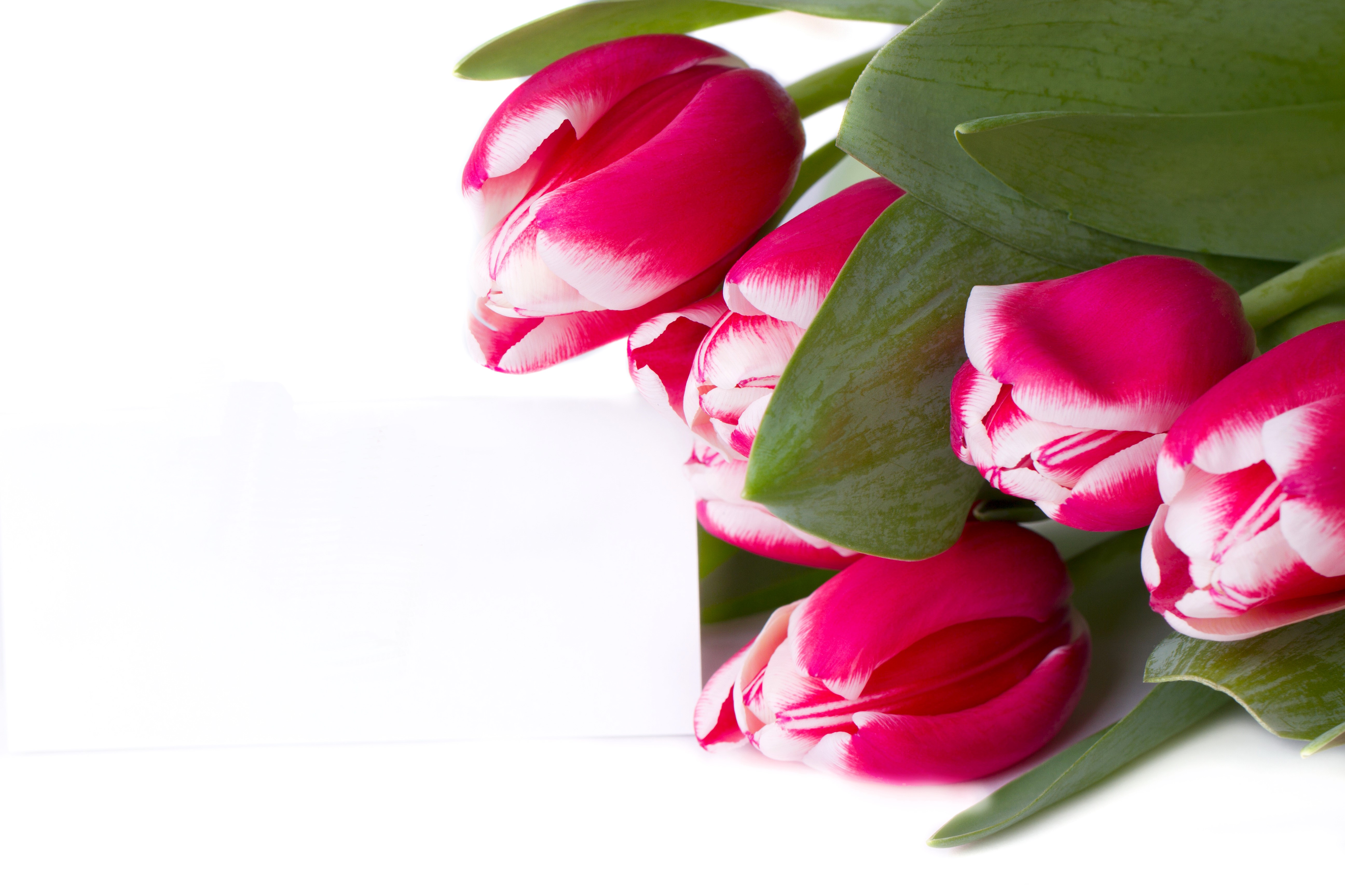 Red and white tulips with a blank card HD Wallpaper