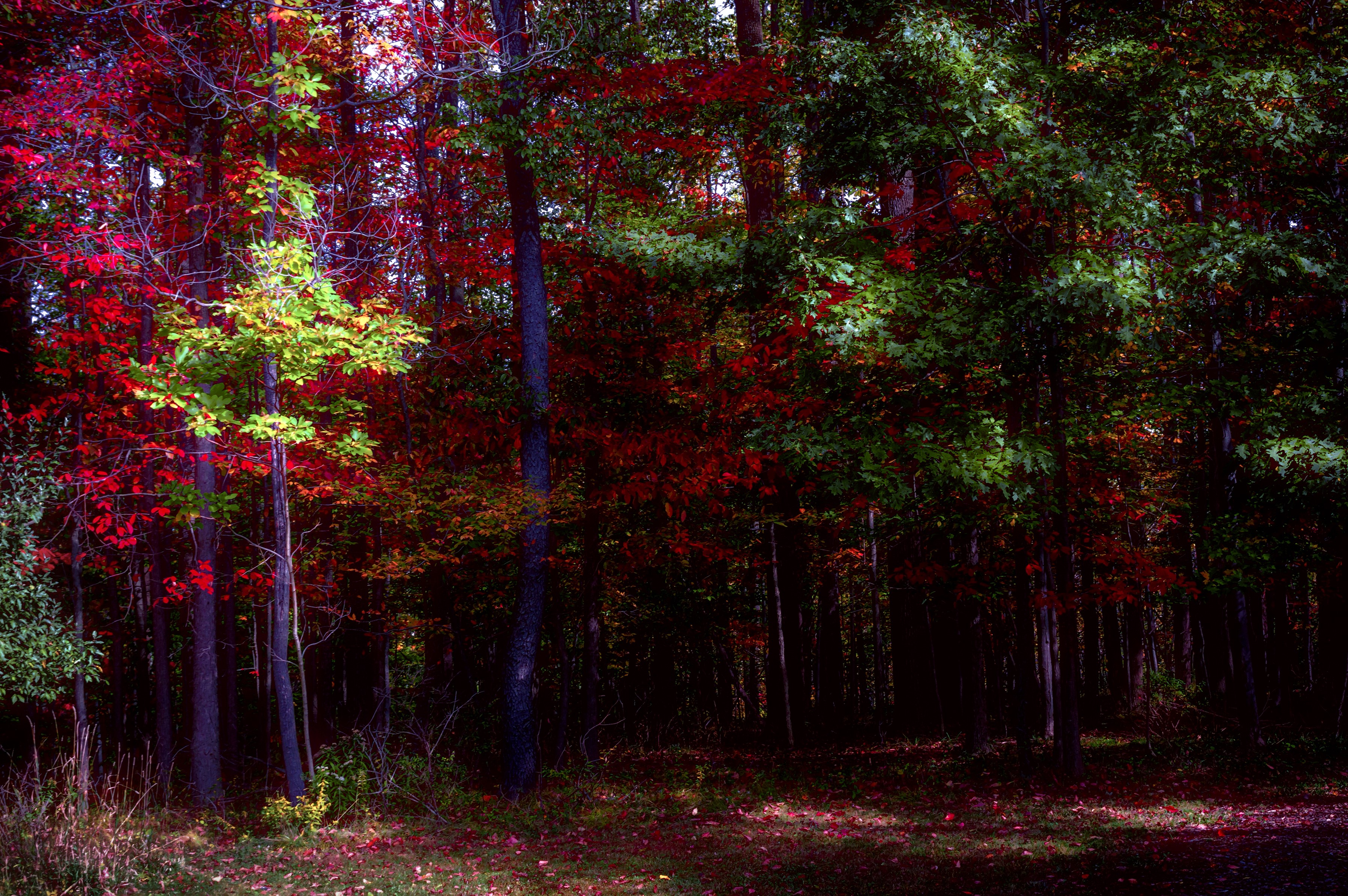 Autumn forest with red and green foliage HD Wallpaper