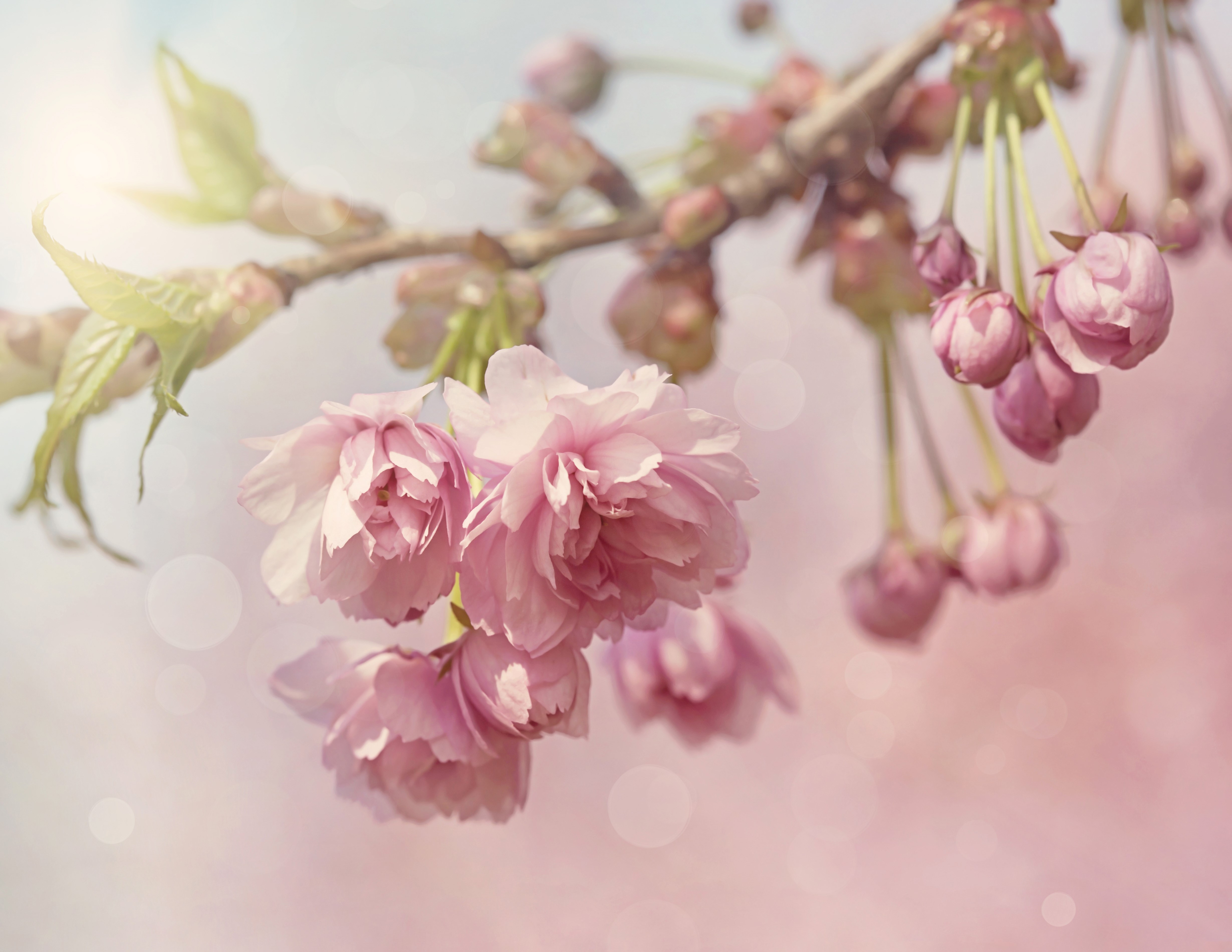 4K Closeup of Pink Cherry Blossoms HD Wallpaper