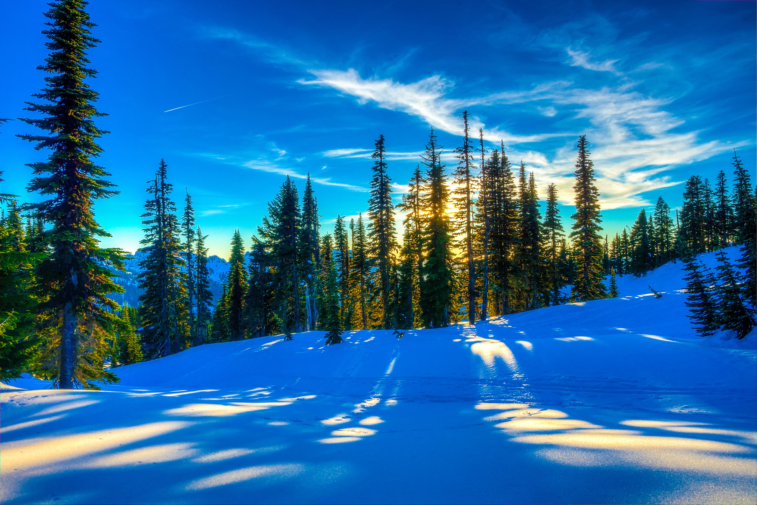 Winter forest with snow and sunlit sky HD Wallpaper