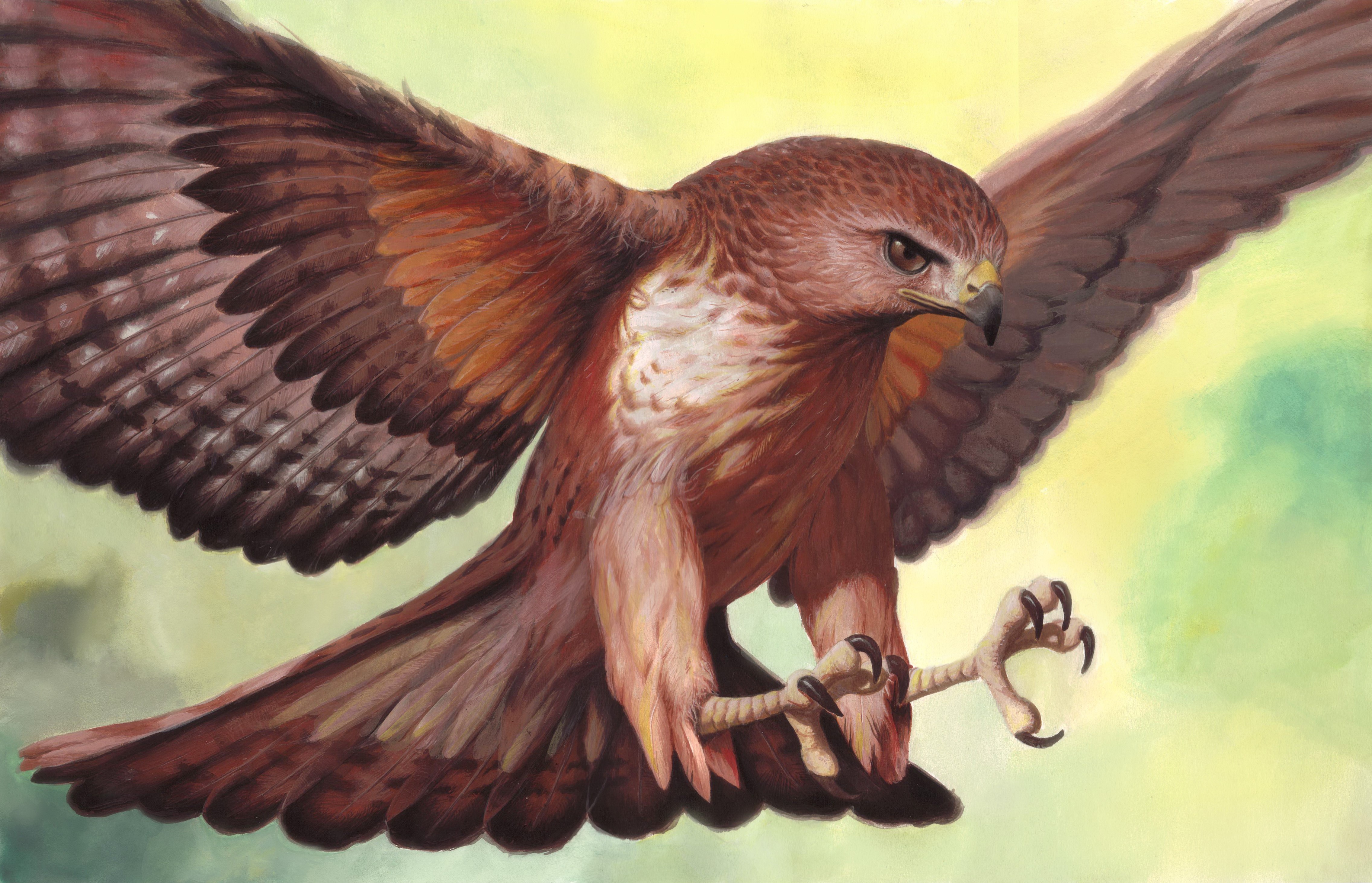 Painting of a Hawk in Flight HD Wallpaper