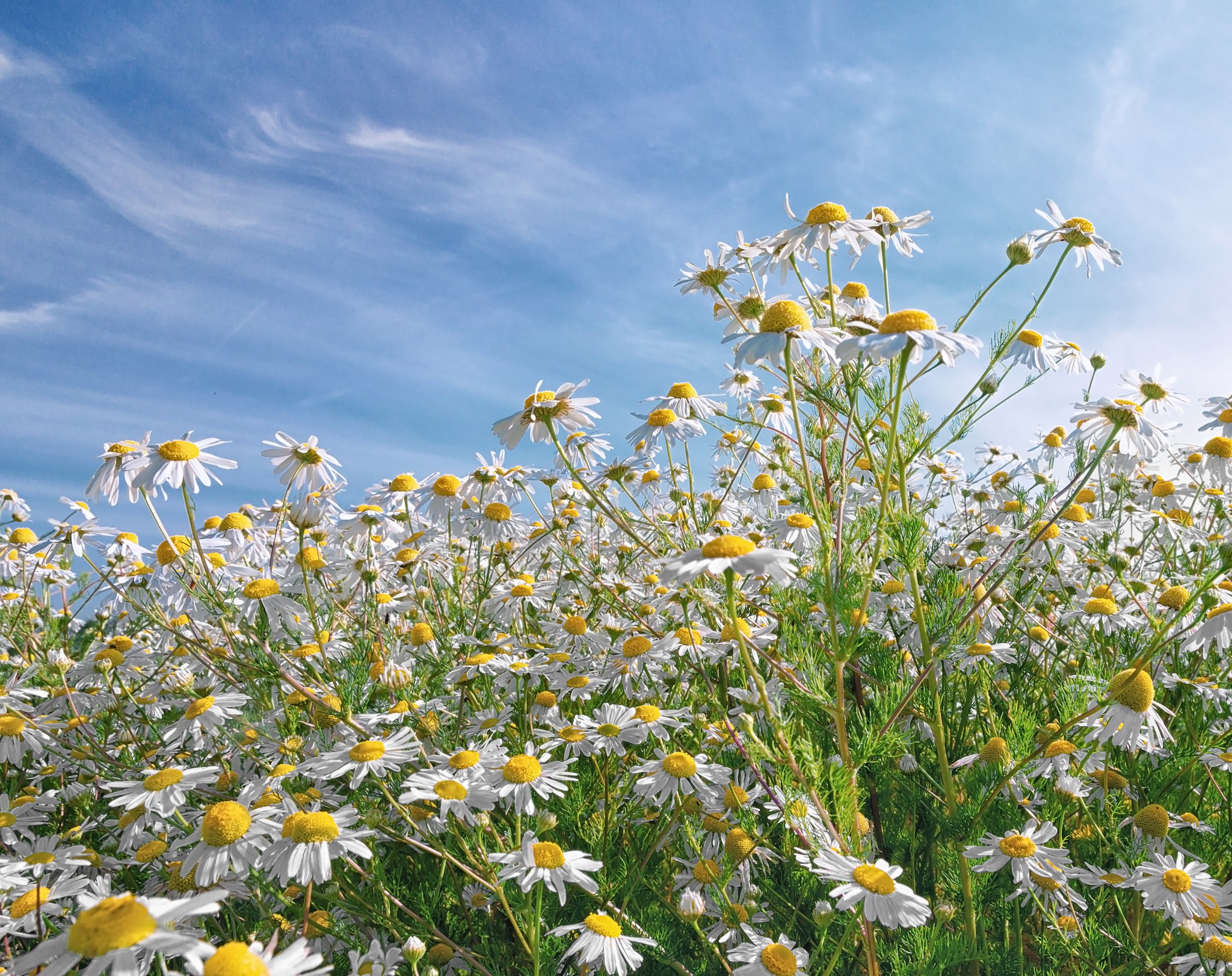 Field of Chamomile Flowers Under a Blue Sky HD Wallpaper