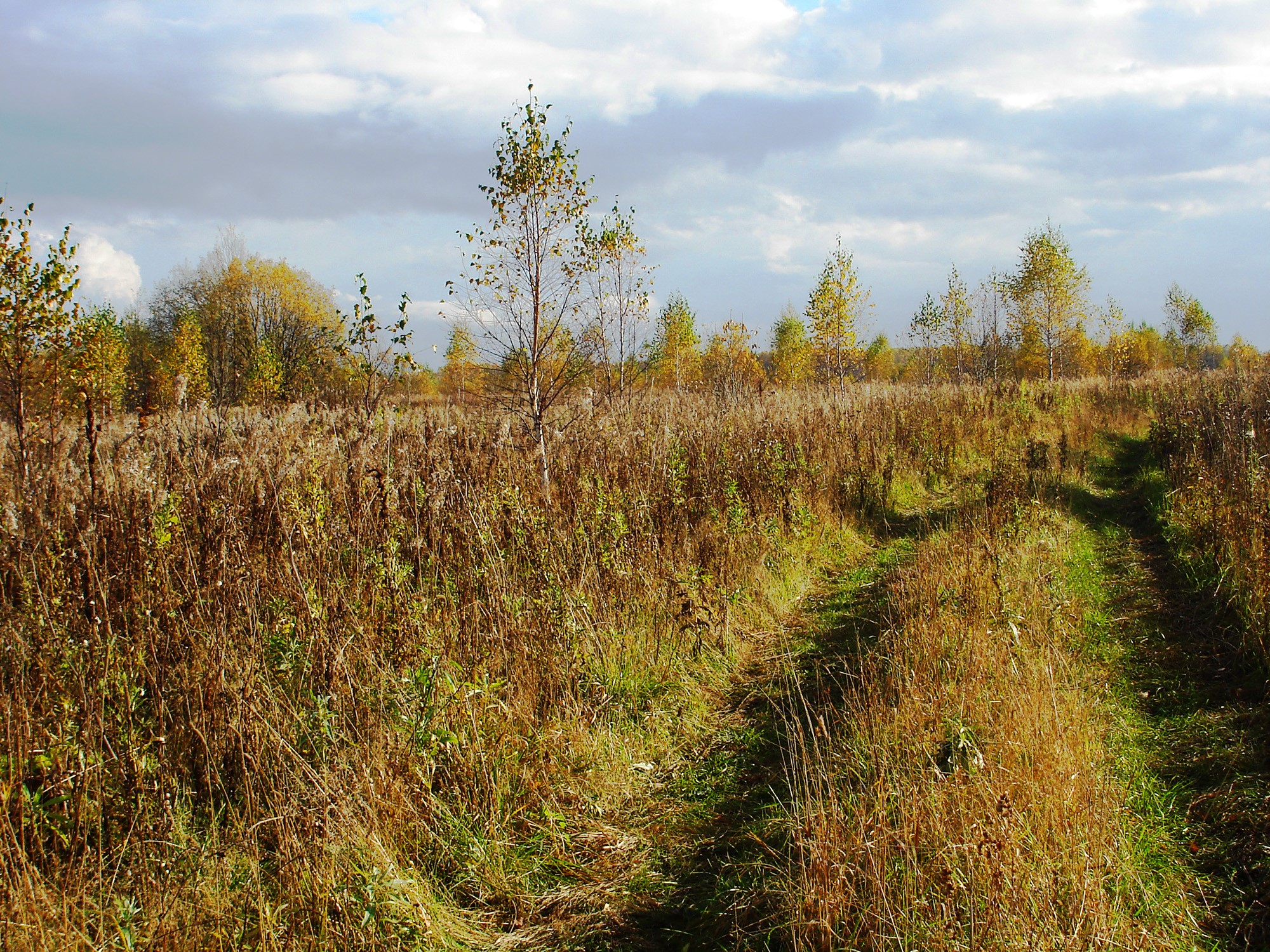 Dirt road through a field of dry grass and trees HD Wallpaper