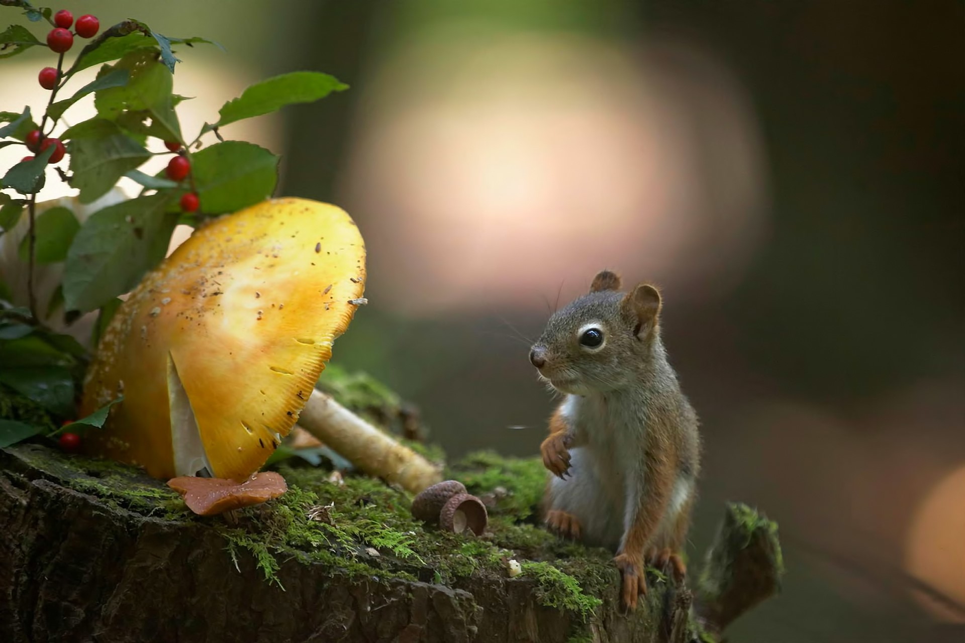 Squirrel and mushroom on mossy stump HD Wallpaper