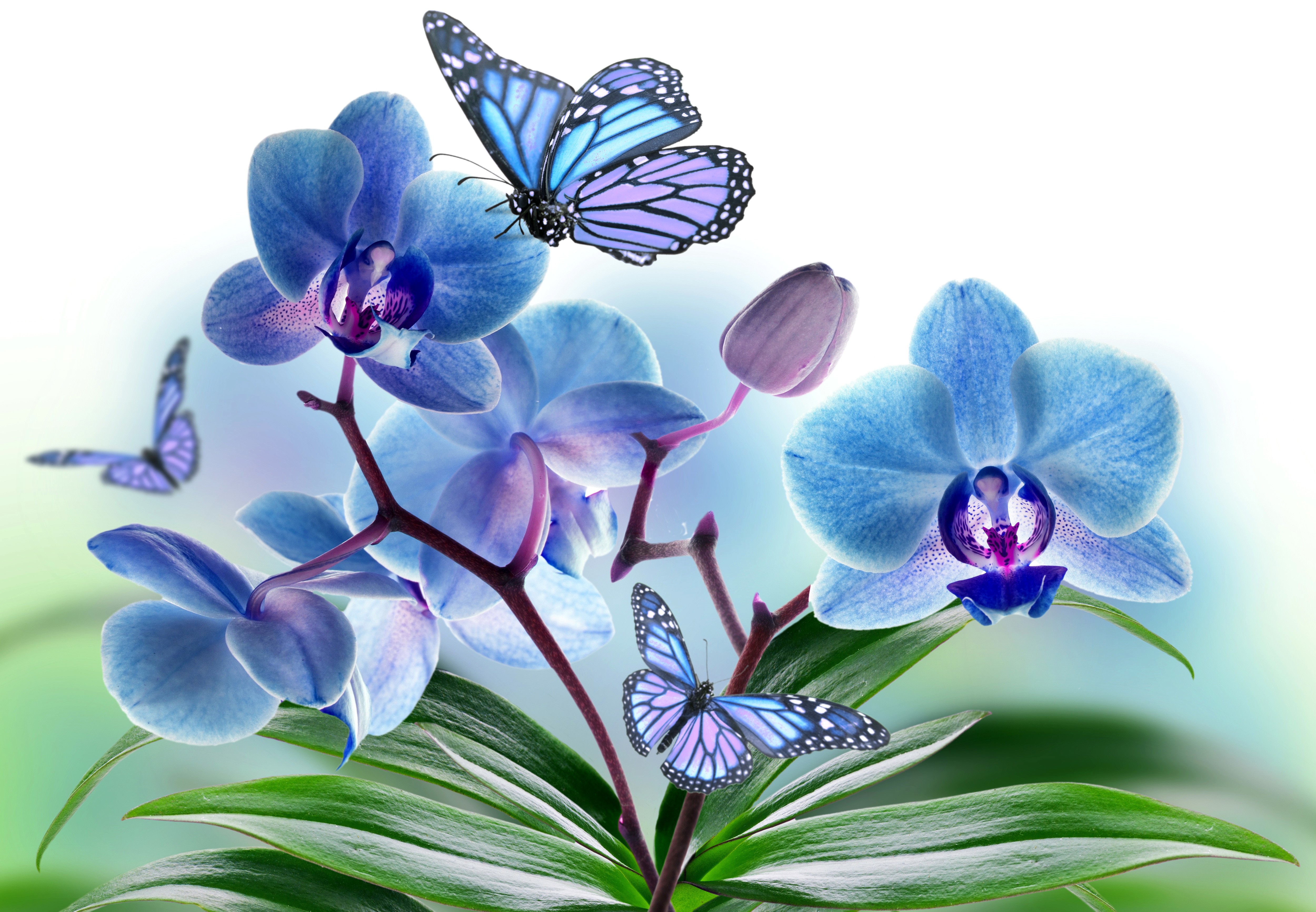 Blue Orchids and Butterflies HD Wallpaper