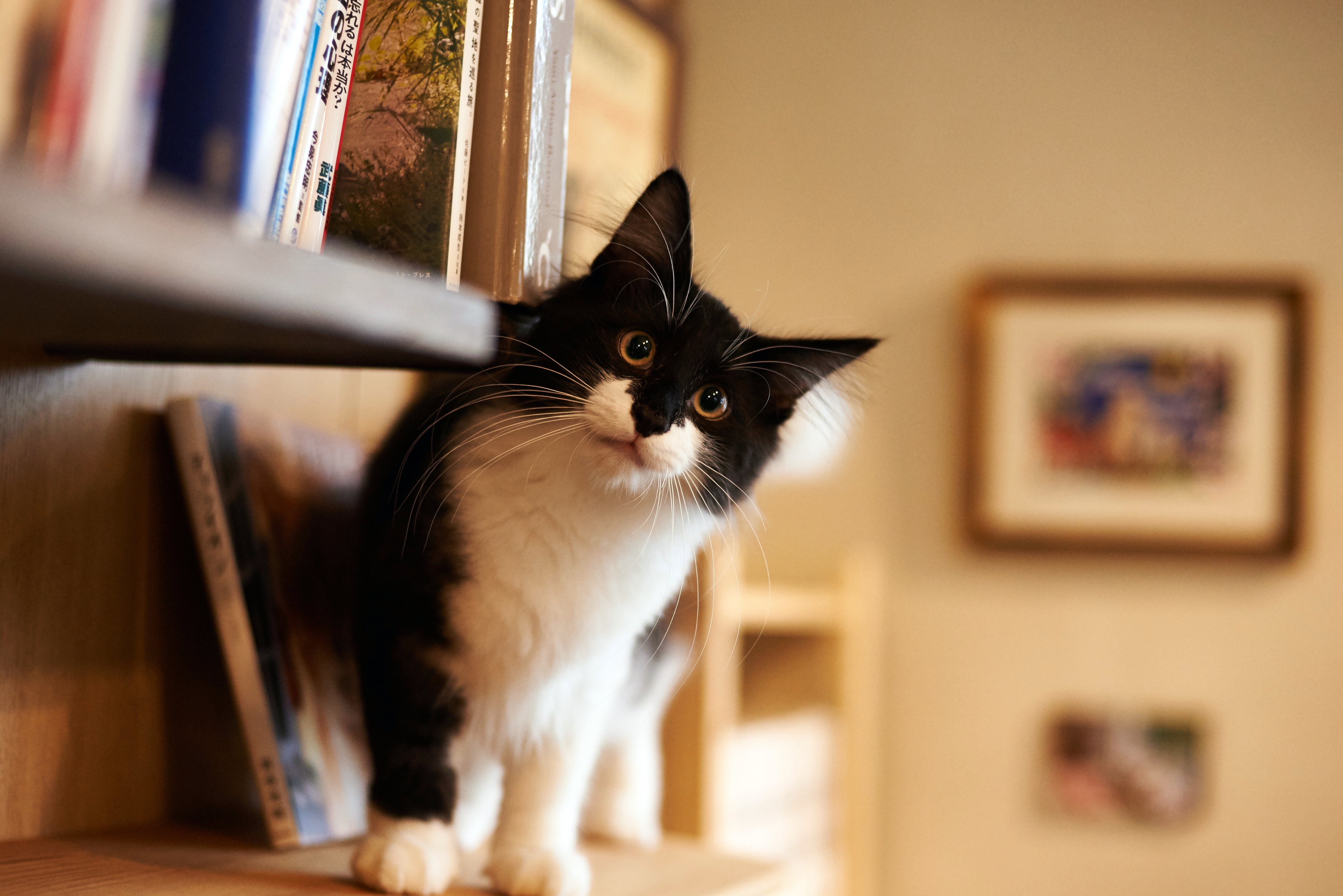 Black and white kitten on a bookshelf HD Wallpaper