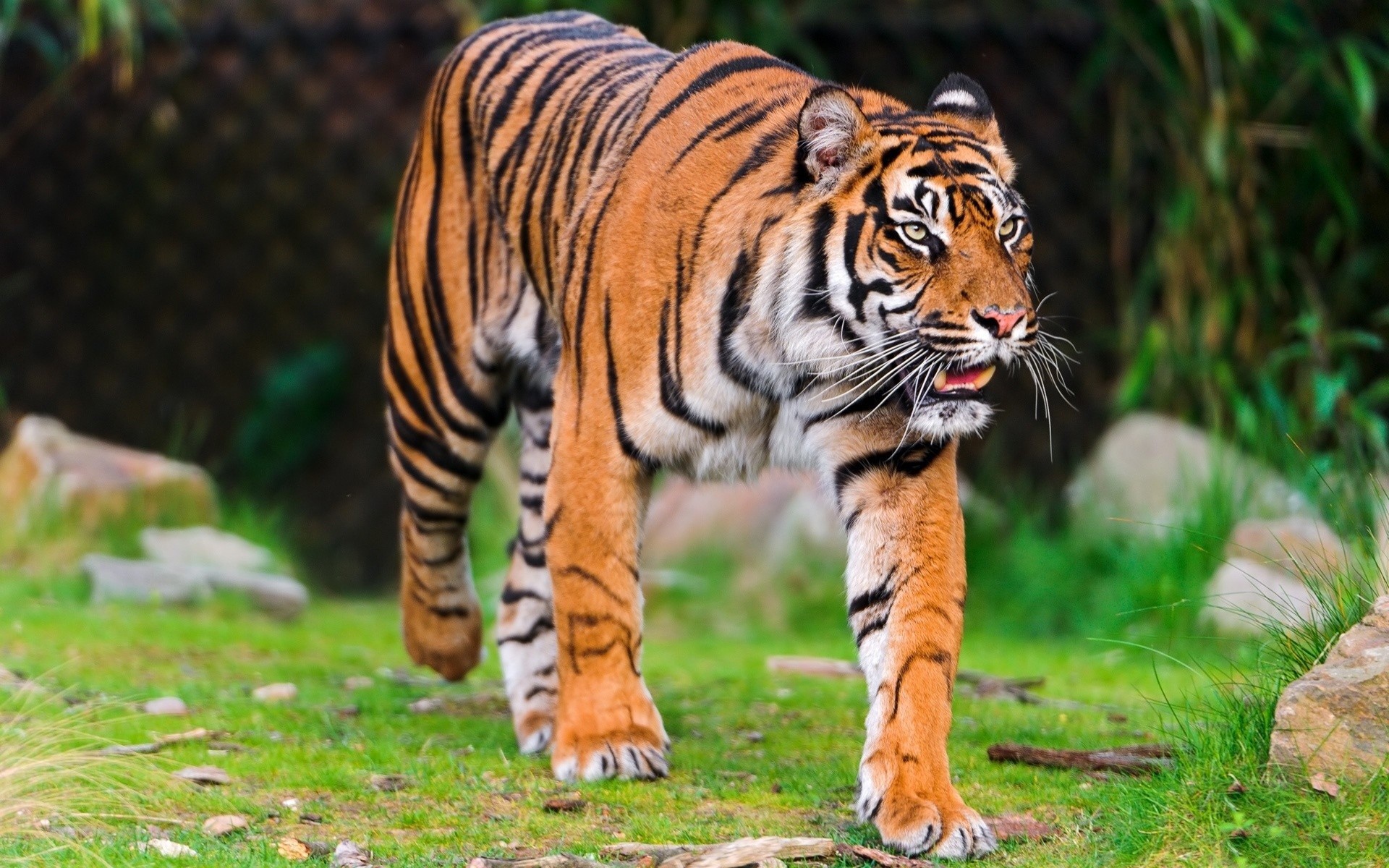 Tiger walking in a grassy enclosure HD Wallpaper