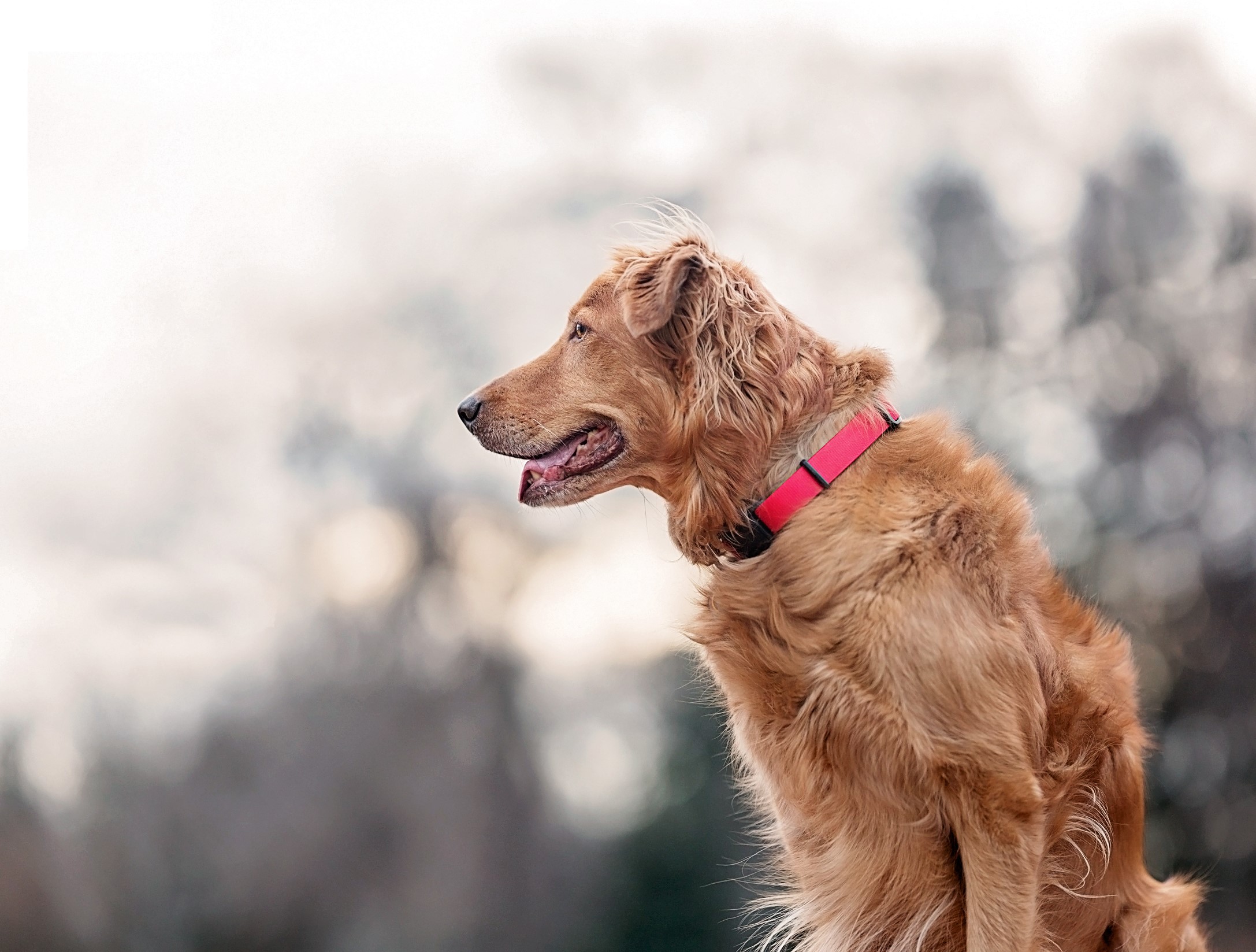 Golden Retriever dog wearing a pink collar HD Wallpaper