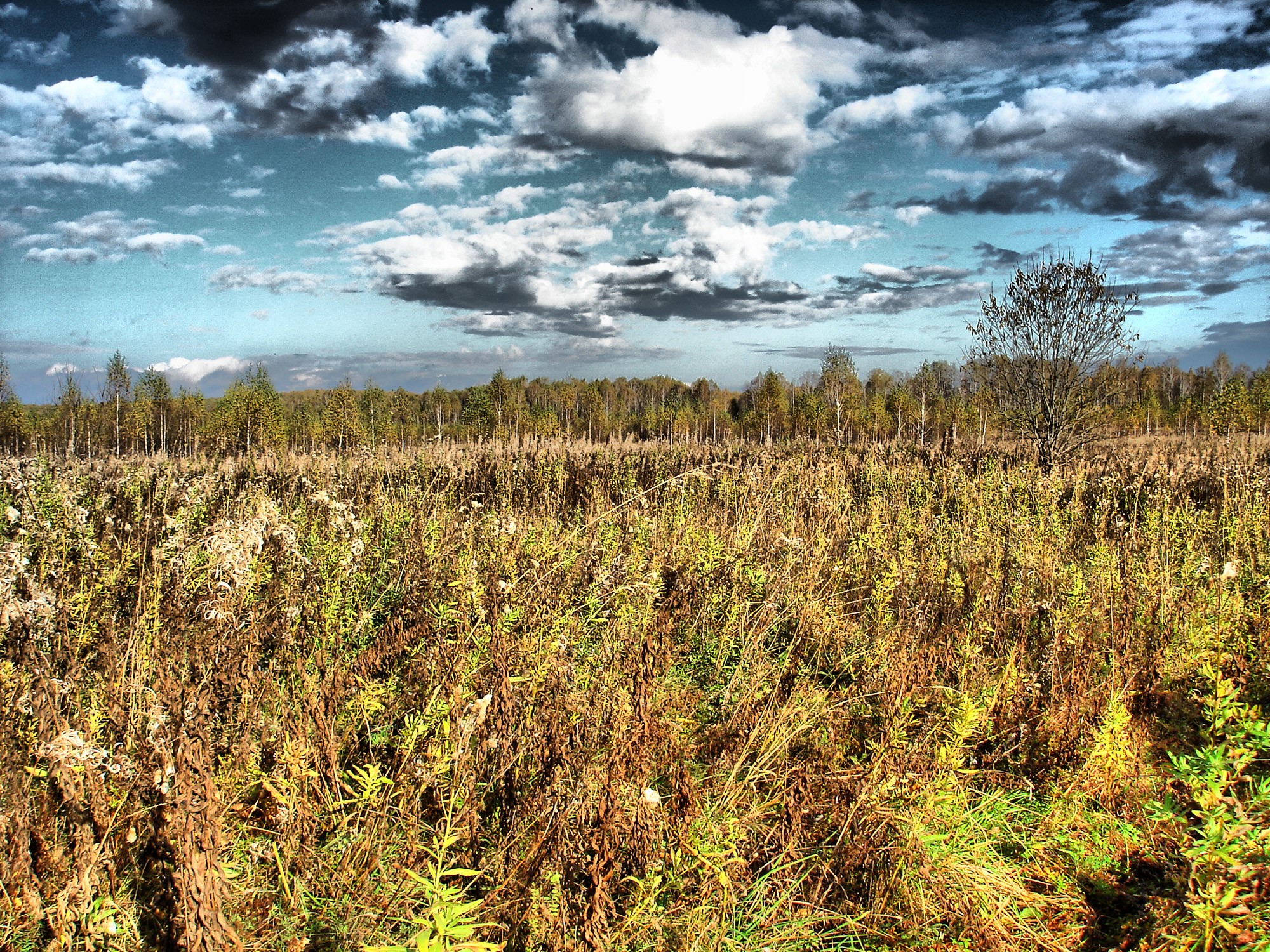 Field with trees and dramatic clouds HD Wallpaper
