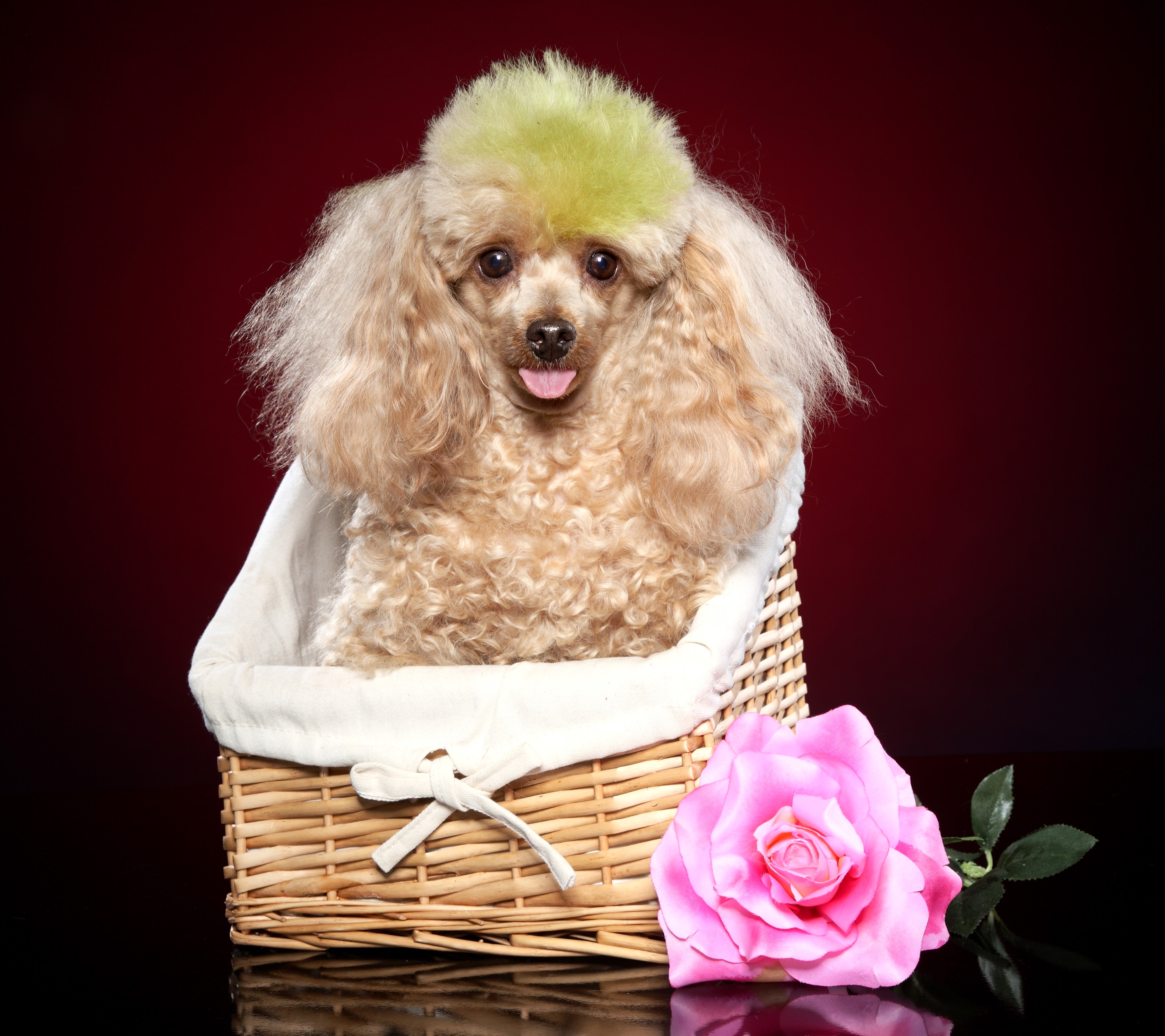 Poodle with green dyed hair in a basket with a rose HD Wallpaper