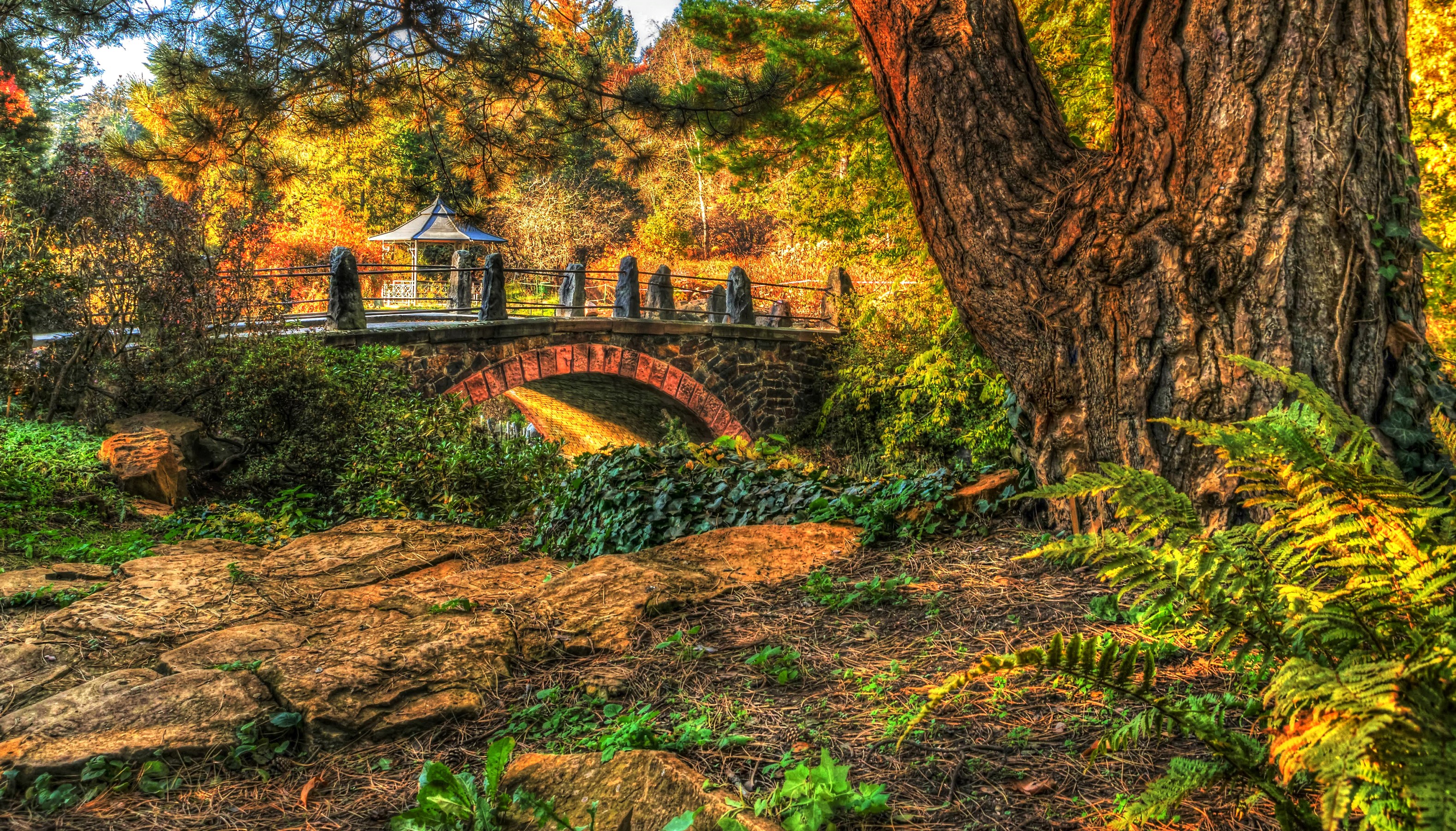 Autumn bridge with large tree trunk and ferns HD Wallpaper