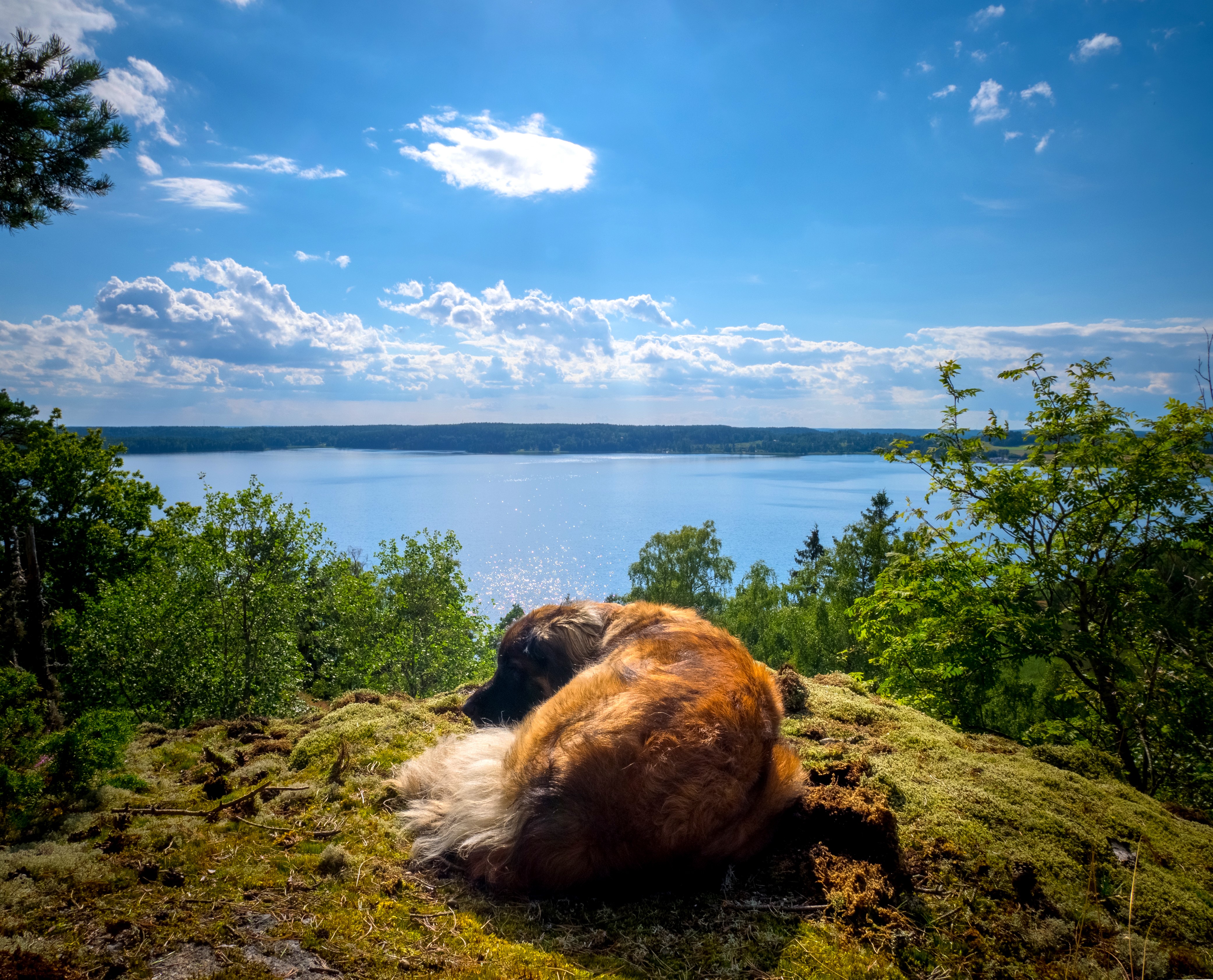 Dog sleeping on mossy hill overlooking lake HD Wallpaper