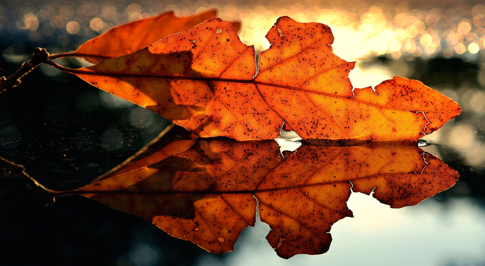 Autumn leaf reflected on a wet surface HD Wallpaper