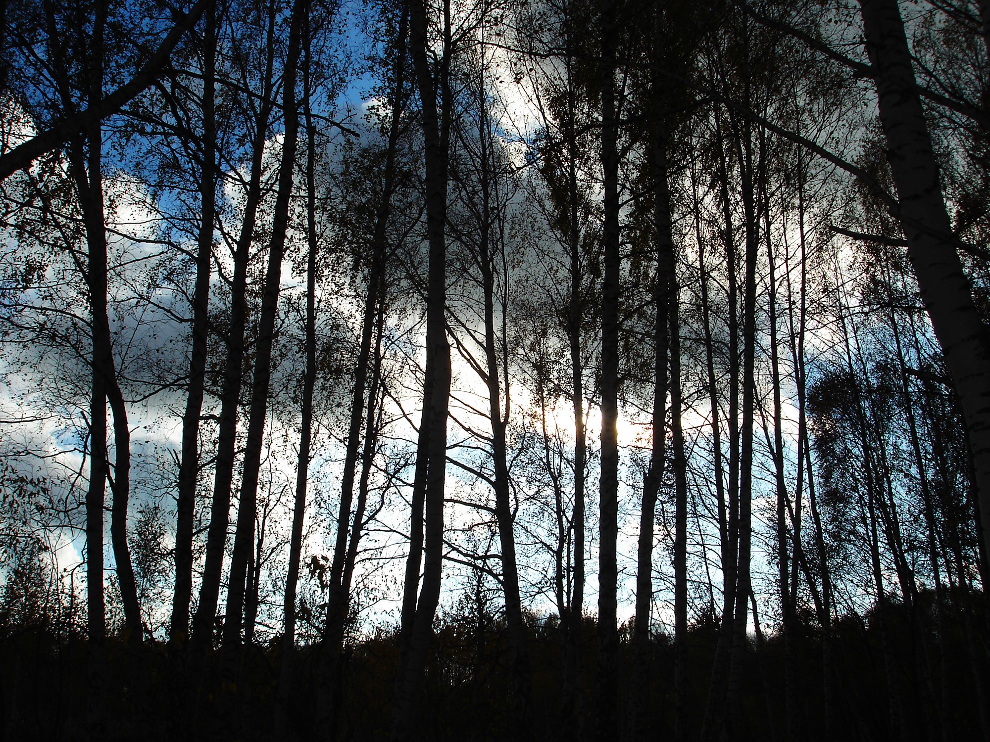 Silhouetted trees against a cloudy sky HD Wallpaper