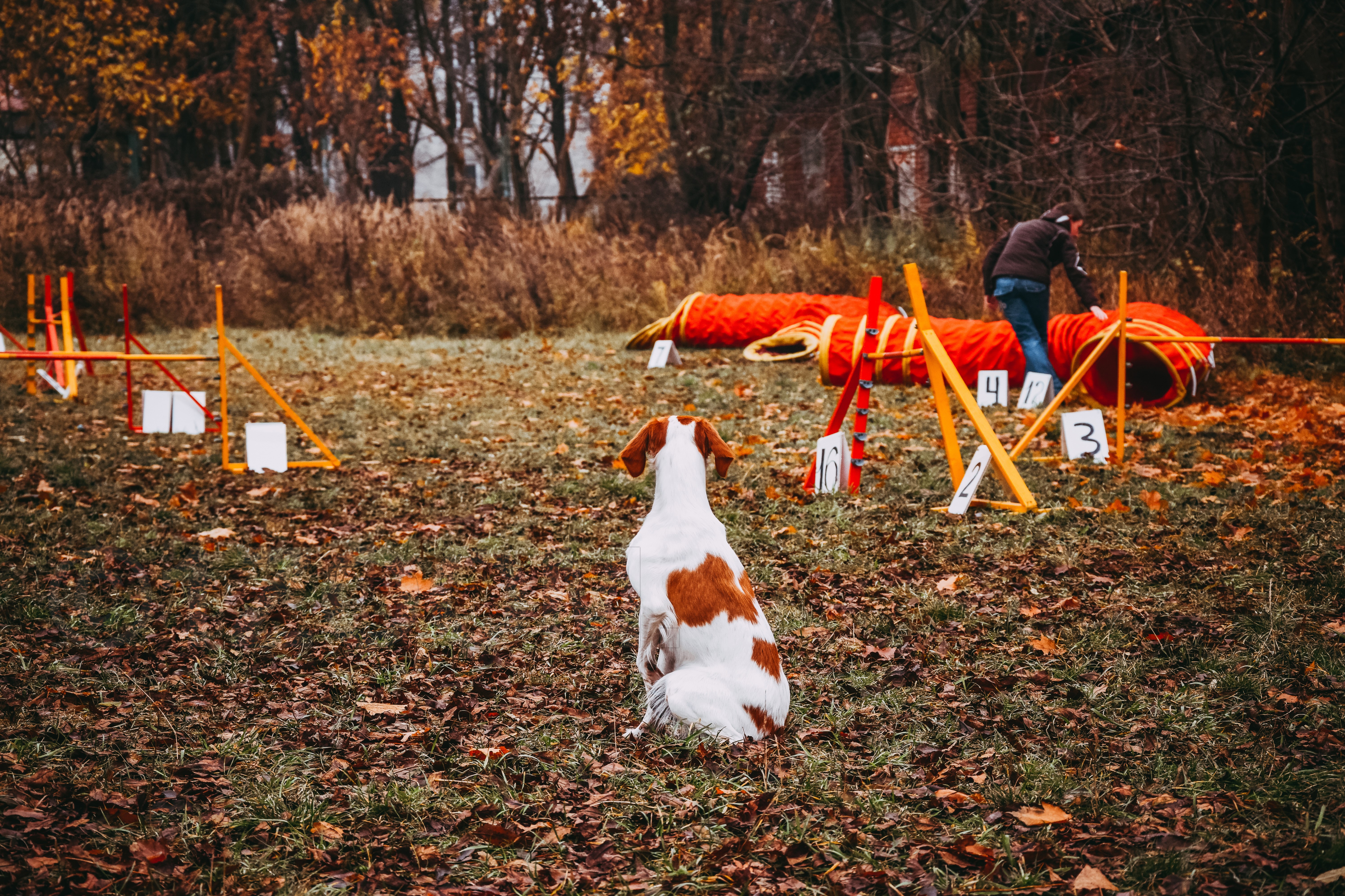 Brittany Dog agility course in autumn HD Wallpaper
