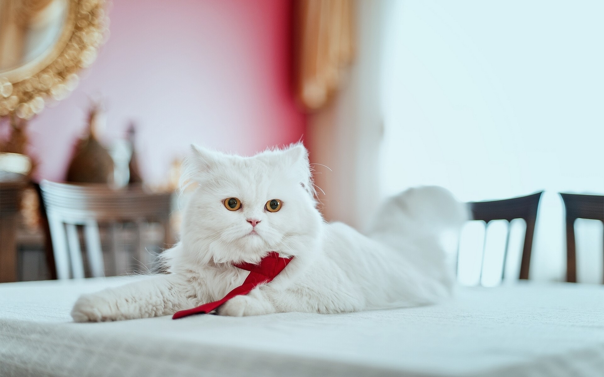 White Persian cat wearing a red tie on a table HD Wallpaper