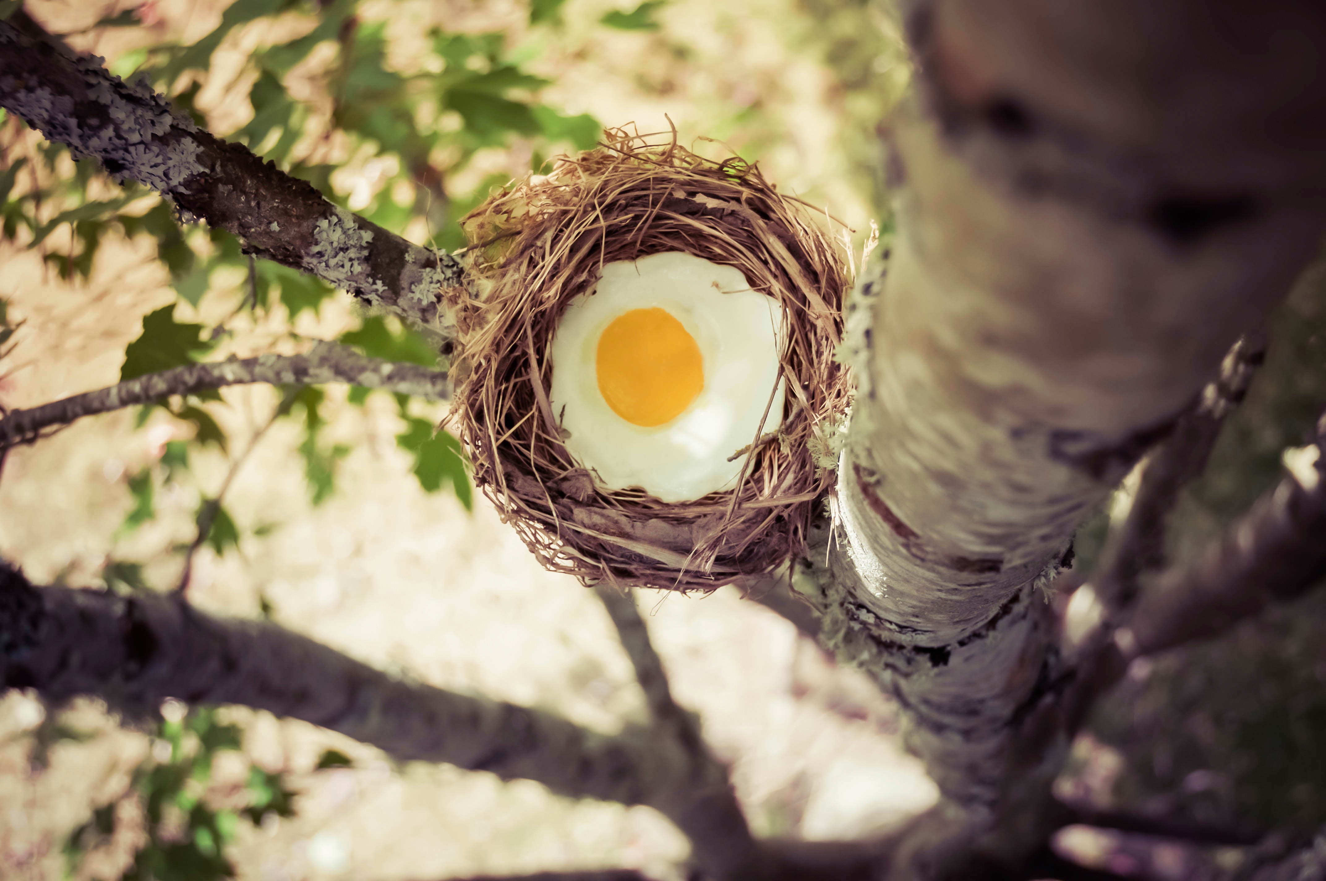 Fried egg in a nest on a tree branch HD Wallpaper