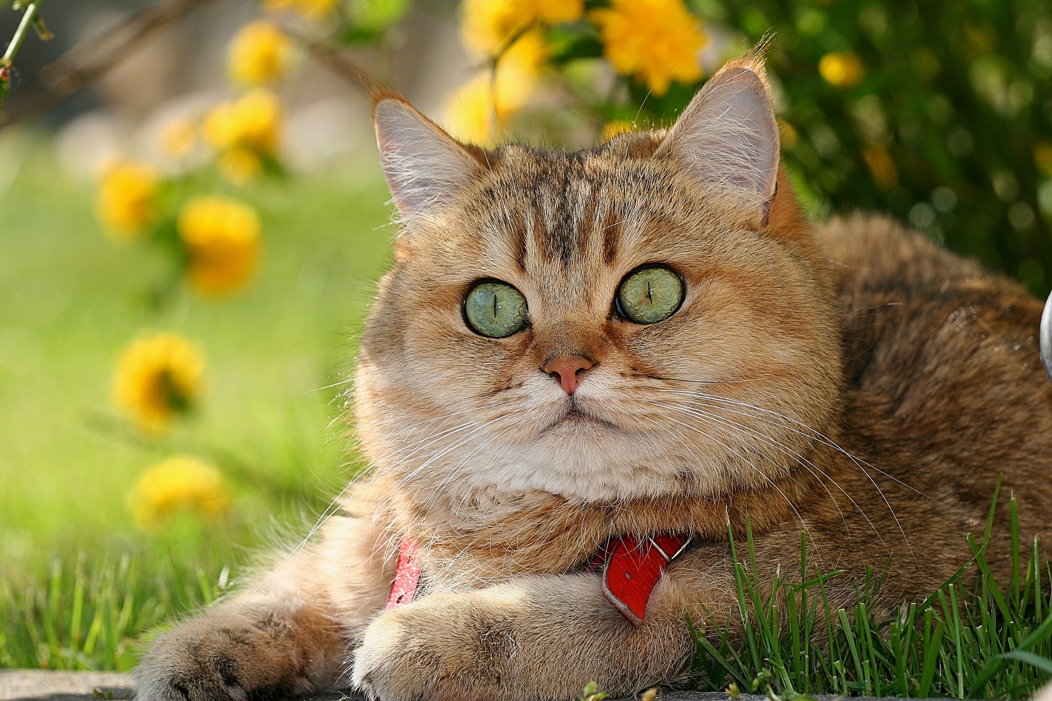 Golden British Shorthair cat with green eyes HD Wallpaper