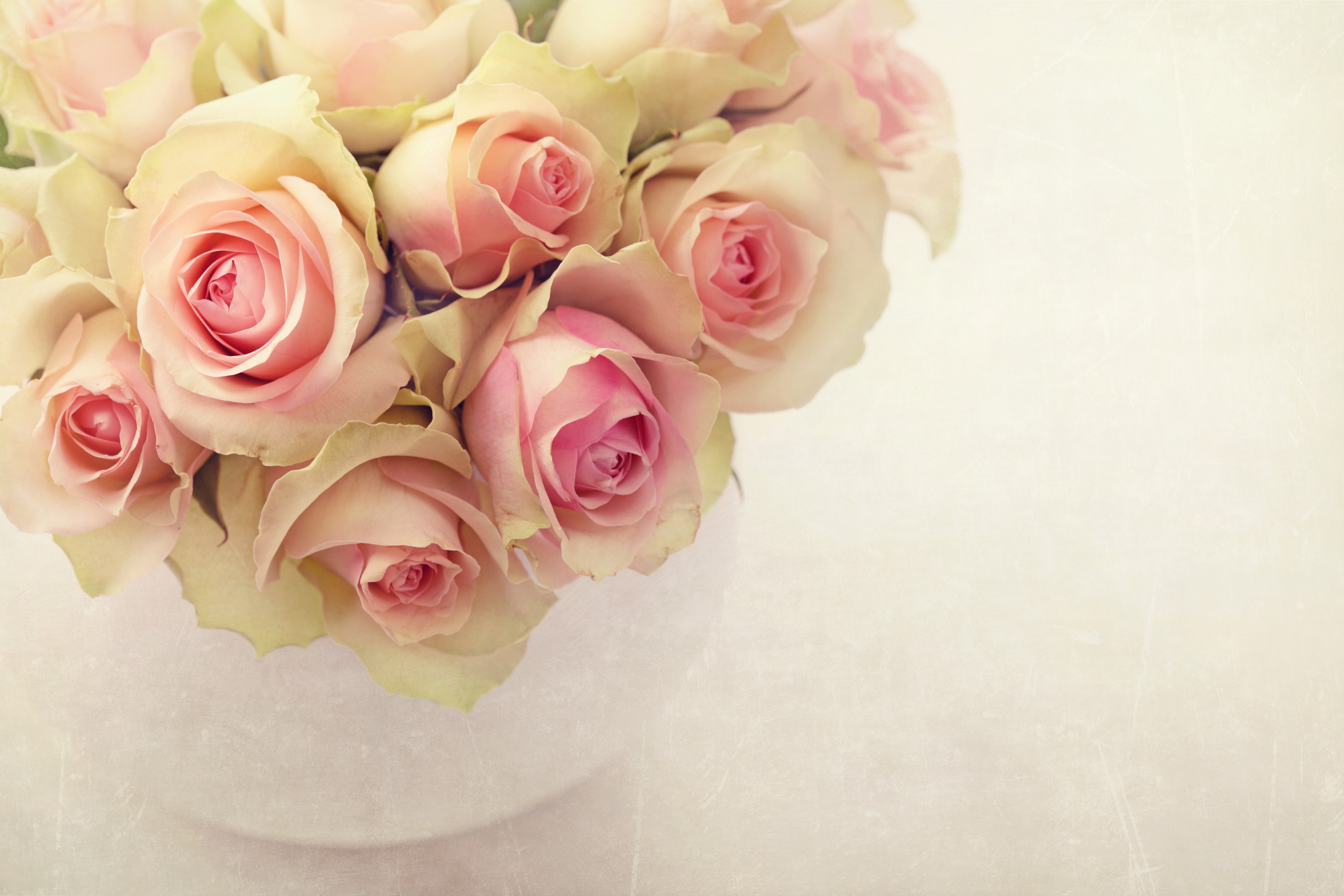 Pink Roses in a White Vase HD Wallpaper