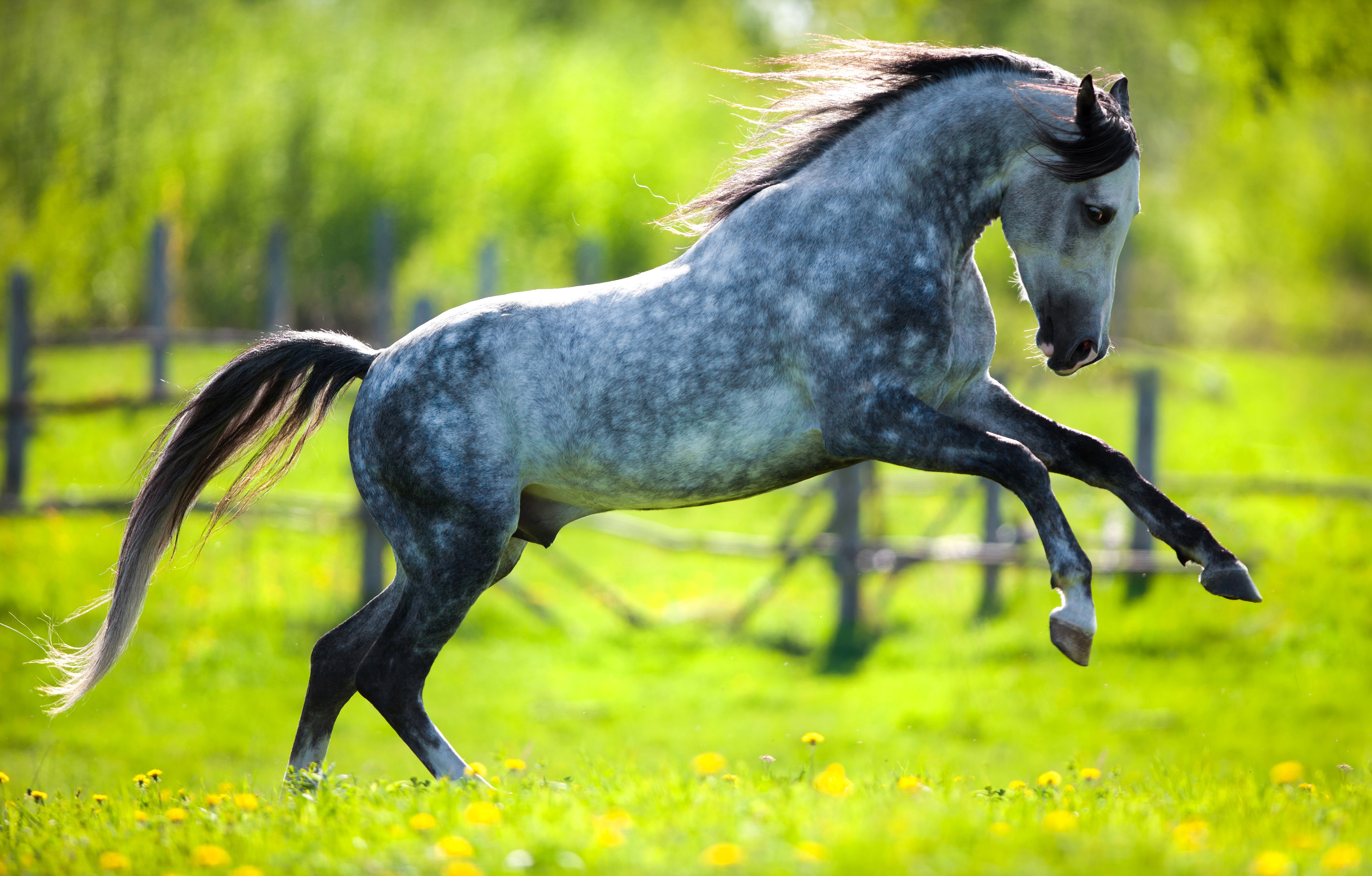 4K Horse Running in a Field HD Wallpaper