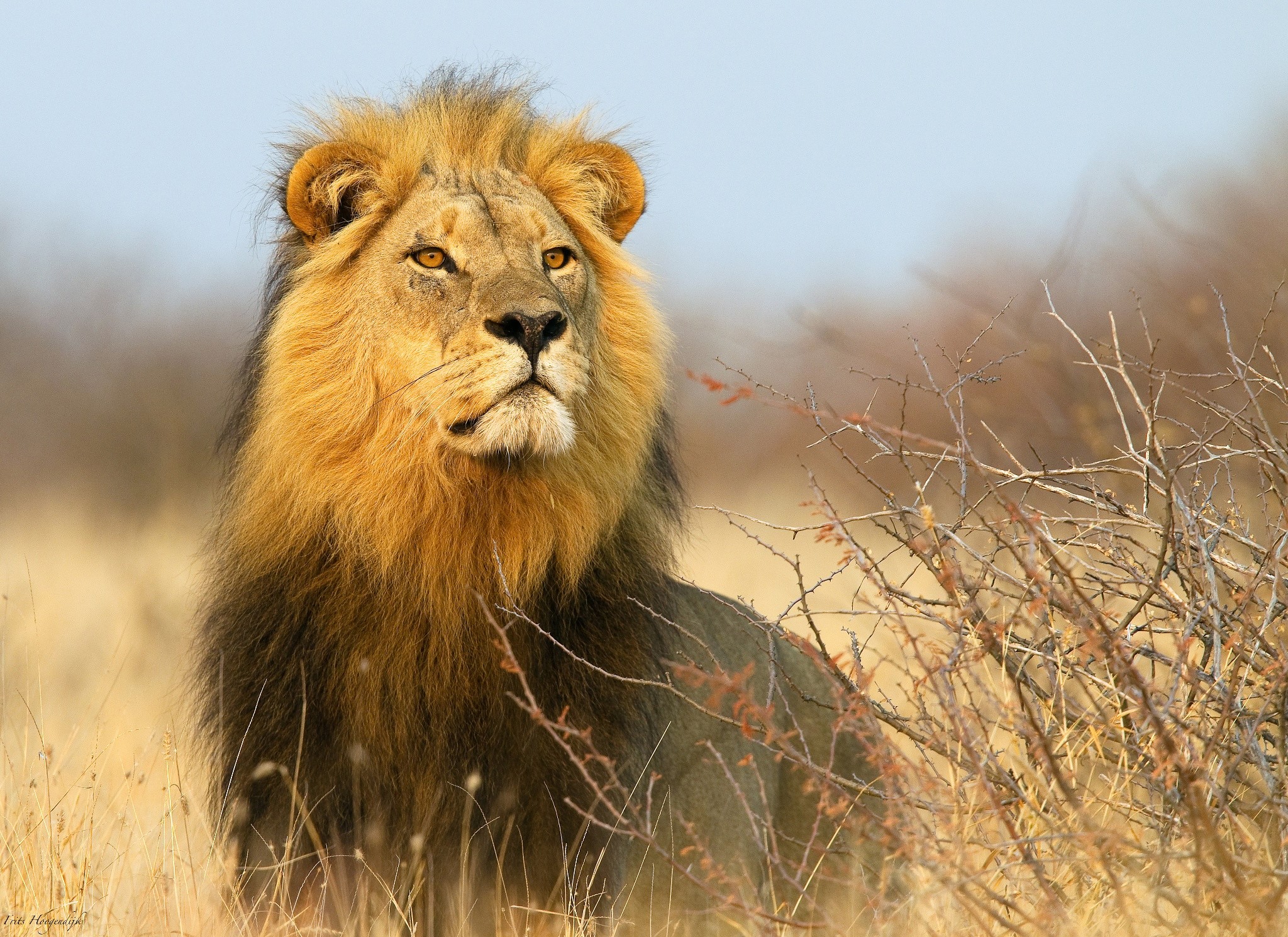 Male Lion in the Savannah HD Wallpaper